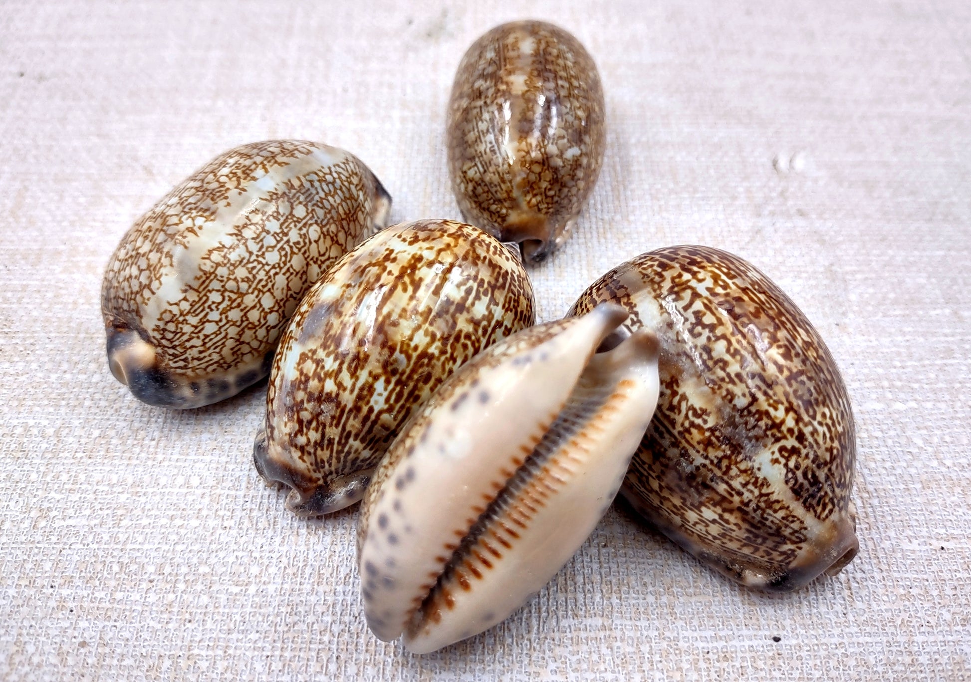 Arabic Cowrie Seashells - Cypraea Arabica - (5 shells approx. 1.5-2 inches). Copyright 2024 SeaShellSupply.com.