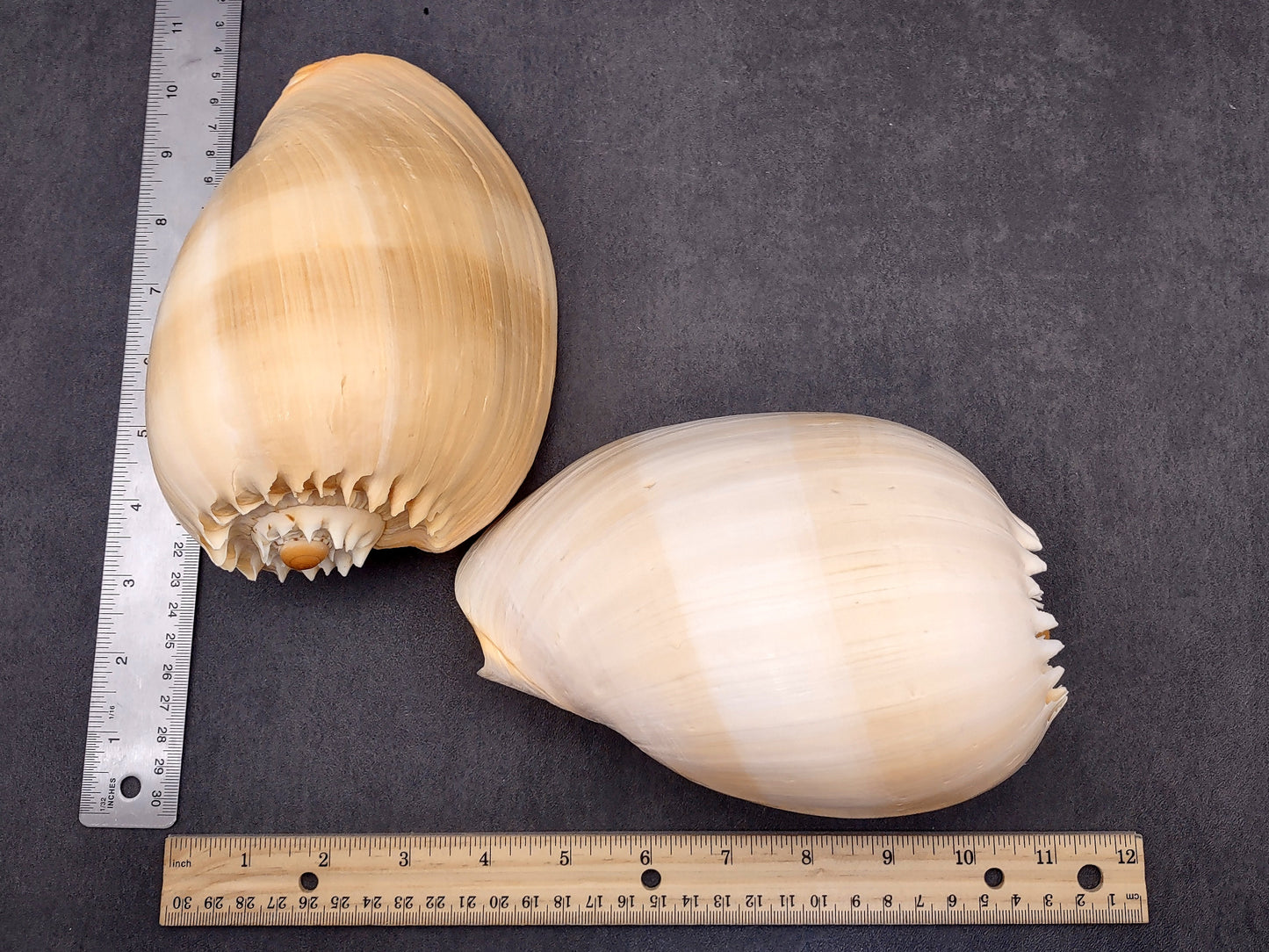 Large Indian Voluta Melo Seashell (1 shell approx. 7+ inches) Perfect shells for coastal crafting decor & collections!