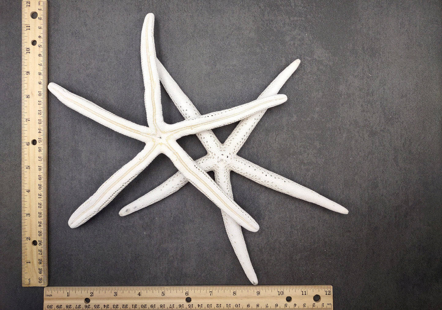 Finger Starfish White Linckia Laevigata (2 stars approx. 10-11+ inches) Unique shells for coastal crafting décor & collections!