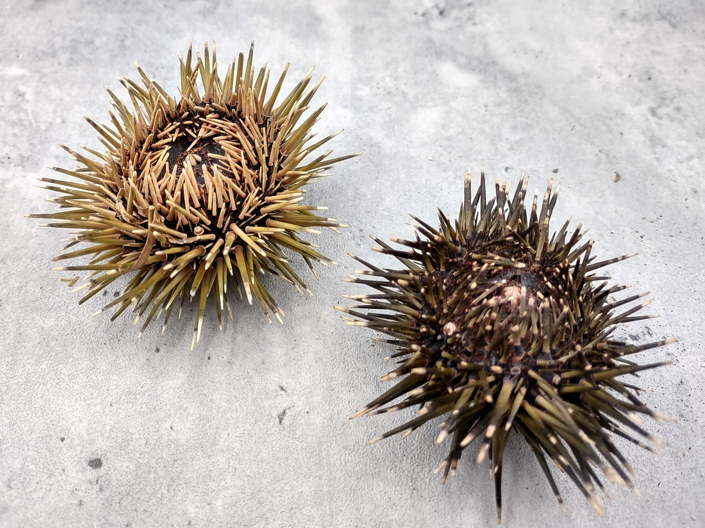 Burrowing Sea Urchin with Spines Echinometra Mathaei (2 urchins approx. 2.5+ inches) Natural Urchin Shell for display & collecting!