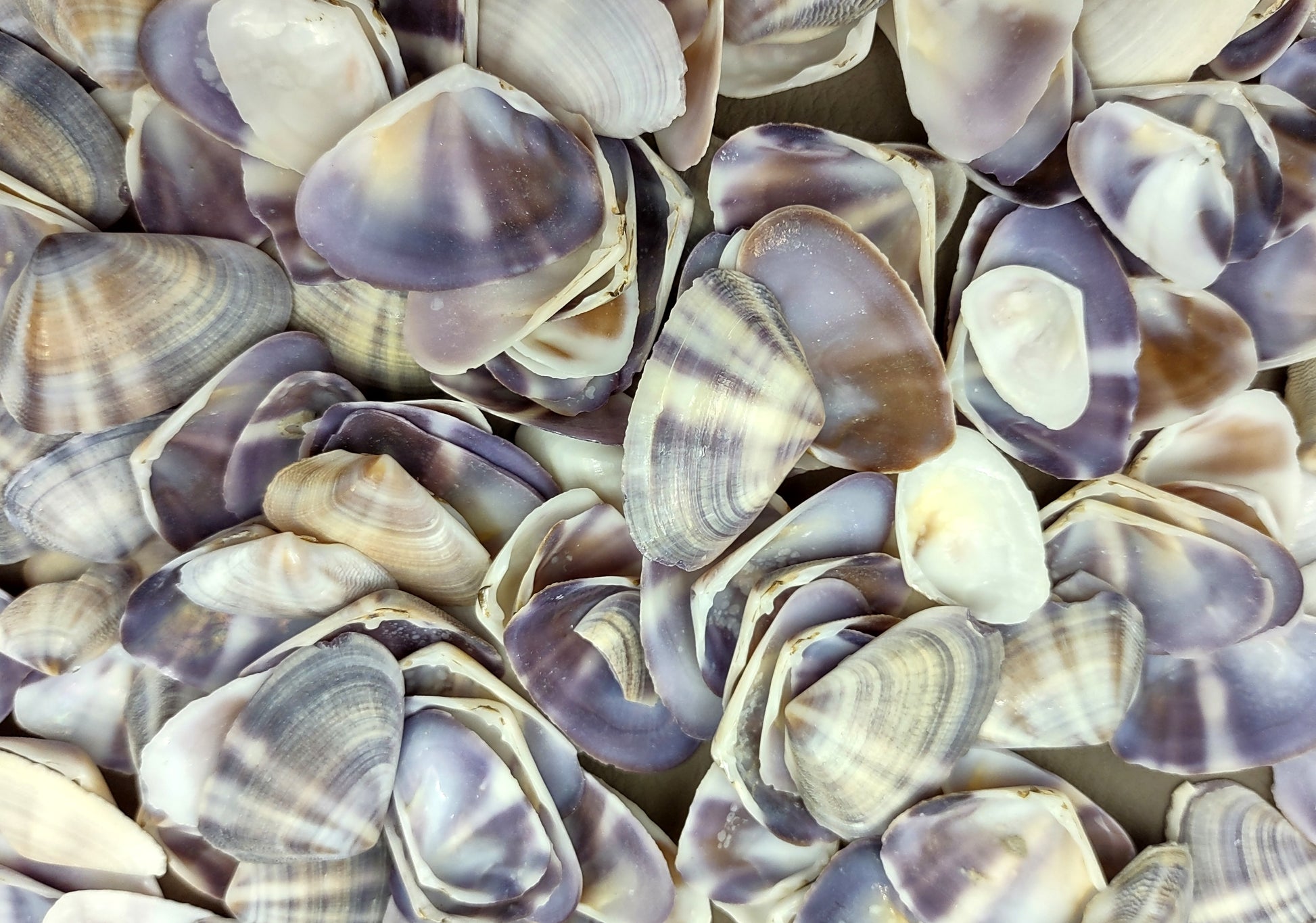 Purple/White Coquina Shells - Donax Variabilis - (1/2 cup approx. 80-100 shells .5-1 inch). Multiple purple and light pink ombre shells with a little white in a pile. Copyright 2022 SeaShellSupply.com.