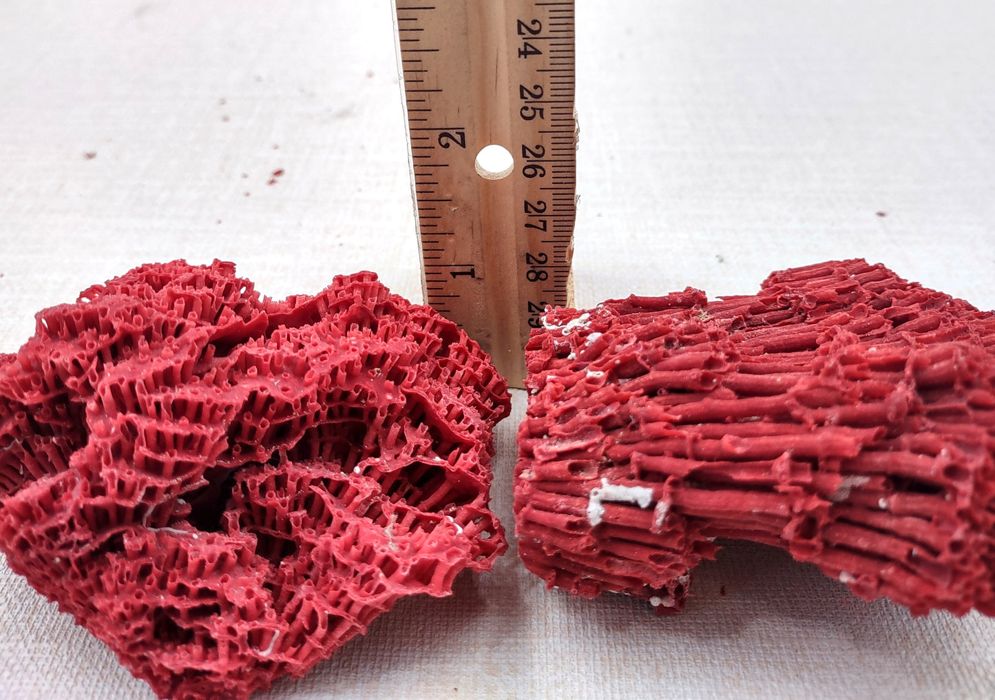 Red Pipe Organ Coral Tubipora Musica (1 coral approx. 3+ inches) Copyright 2024 SeashellSupply.com