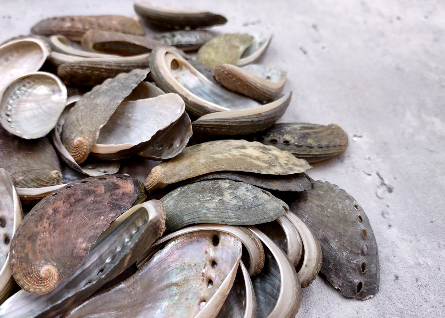 Natural Mule Ear Abalone Seashell Haliotis Asiana (10 shells approx. 1.5+ inches) Brown Green Silver Shells for crafts arts & jewelry!