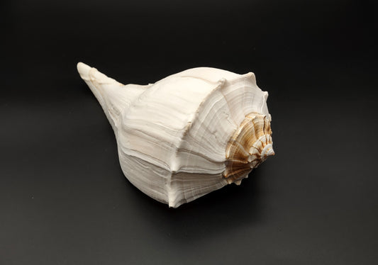 Left Handed Lightning Whelk Seashell Busycon Contrarium (1 shell approx. 8+ inches) Great shells for coastal crafting decor & collections!