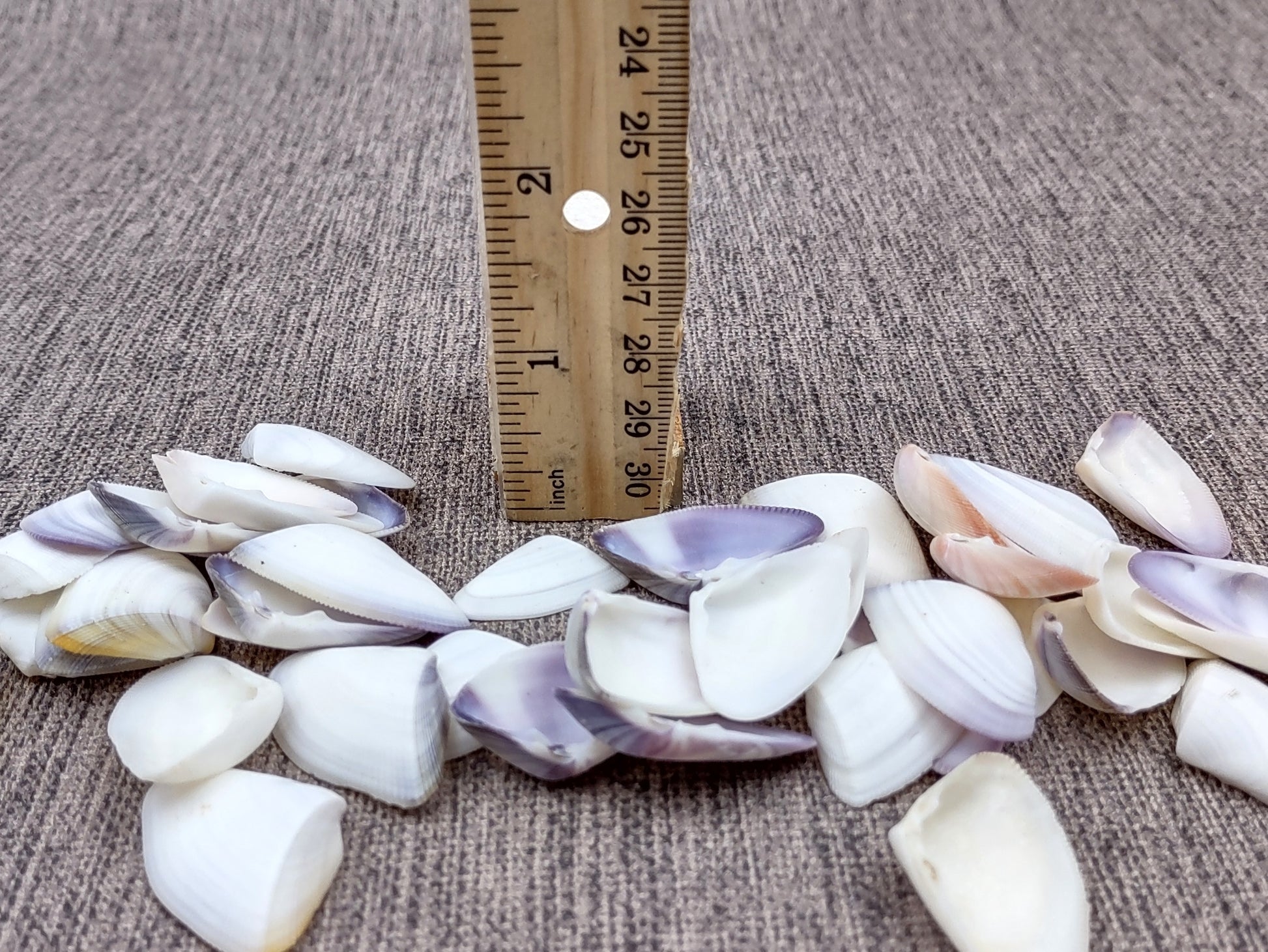 Blue White Coquina Shells Donax Variabilis (approx. 40+ shells 1+ inches) Great group of shells for coastal crafting and décor! Multi-sized pastel shell pieces. Copyright 2024 SeaShellSupply.com