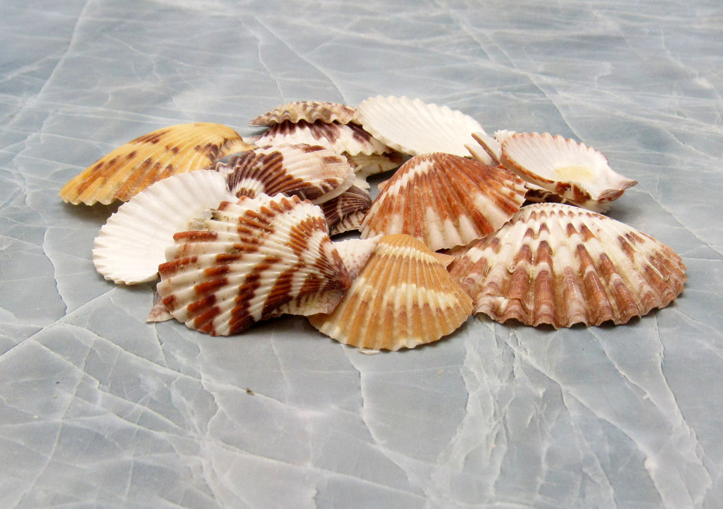 Tranquebar Scallop Seashells Brown White Pecten (20 shells approx. 1+ inches) Striped Scallop Pecten shells for crafting jewelry & display!