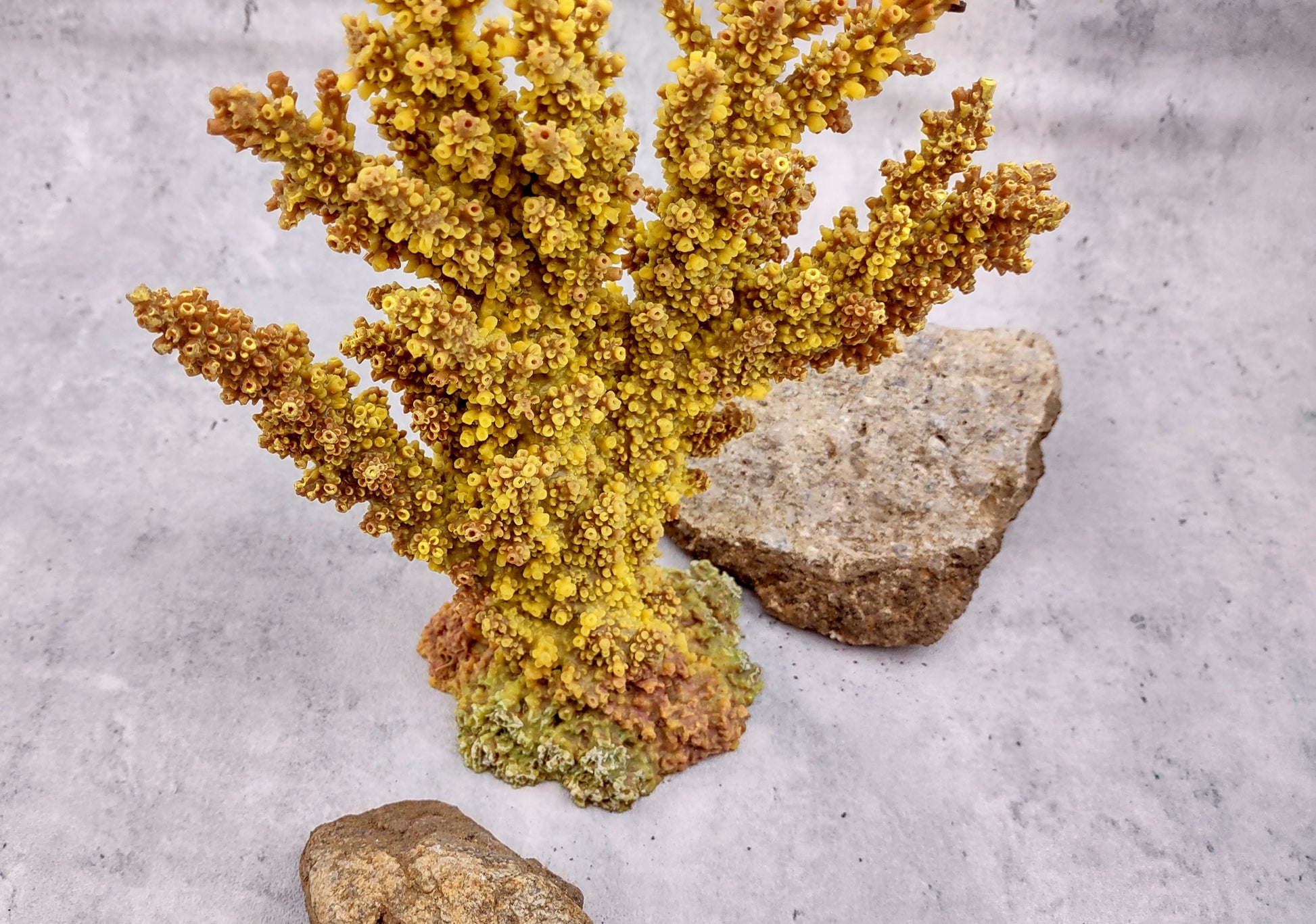 Yellow/Tan FAUX Branch Coral - Acropora Florida - (1 Fake Coral approx. 7.5Tx7Wx2D inches) on light background. Copyright 2024 SeaShellSupply.com
