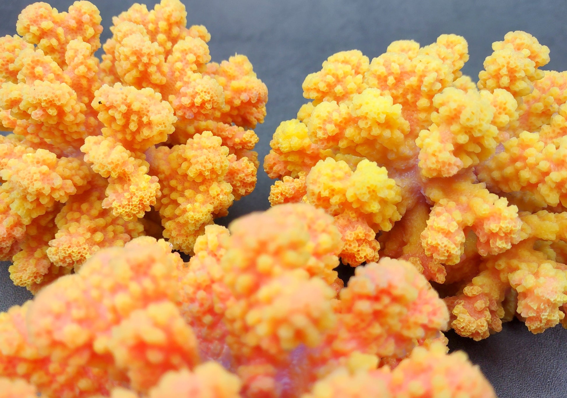 Yellow Faux Coral Cluster - Pocillopora Elegans - (1 FAUX Coral approx. 5Wx3Dx4T). Orange and pink tinted fluffy heavily textured coral cluster with many arms. Copyright 2024 SeaShellSupply.c