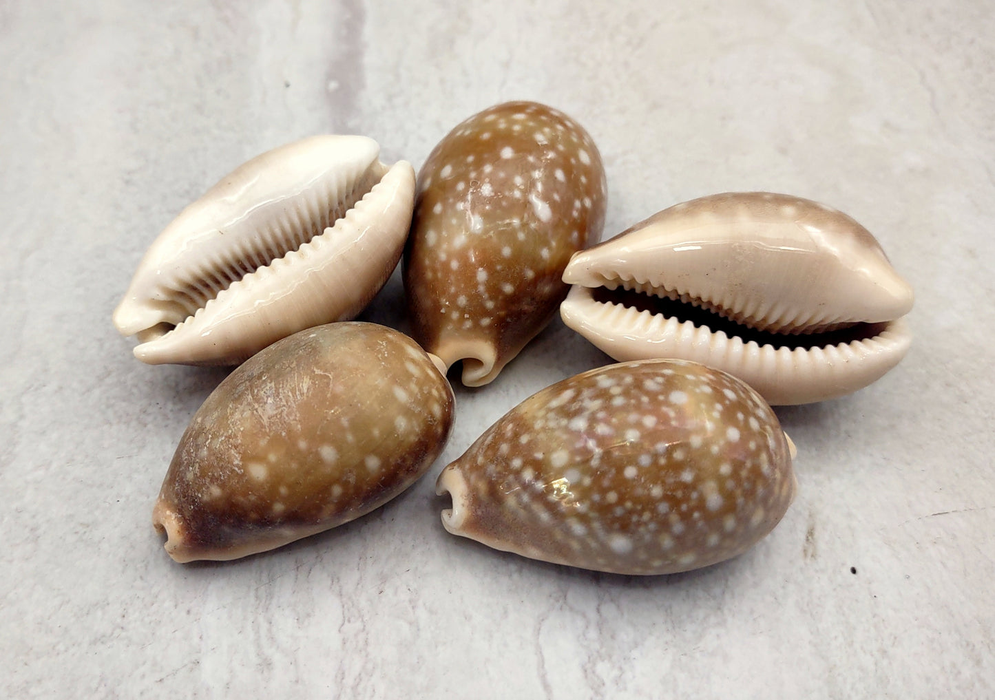 Calf Cowrie Shells - Cypraea Vitellus - (4 shells approx. 2 inches). multiple tan and white spotted shells with teal stripe in pile. Copyright 2022 SeaShellSupply.com.