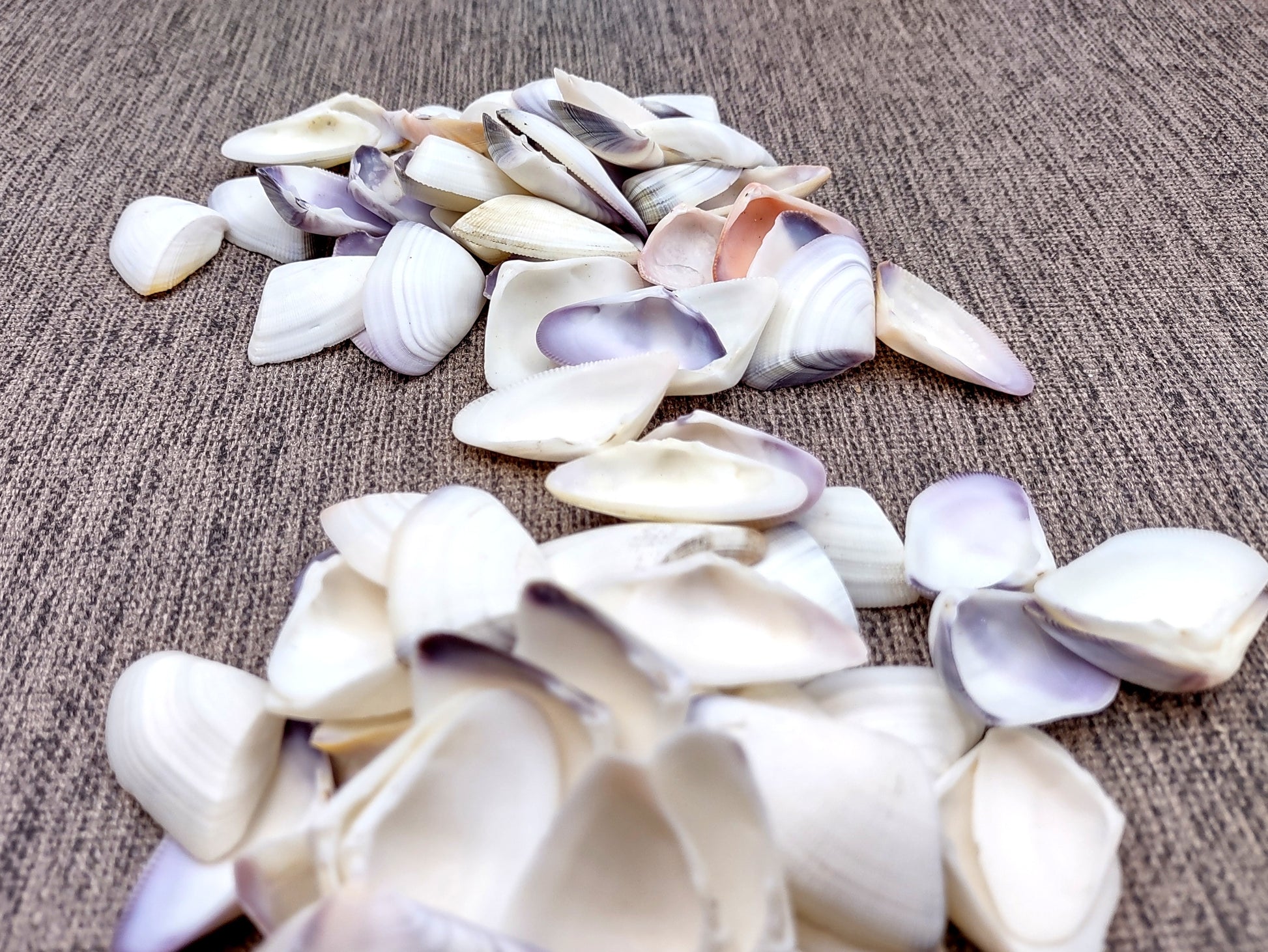 Blue White Coquina Shells Donax Variabilis (approx. 40+ shells 1+ inches) Great group of shells for coastal crafting and décor! Multi-sized pastel shell pieces. Copyright 2024 SeaShellSupply.com