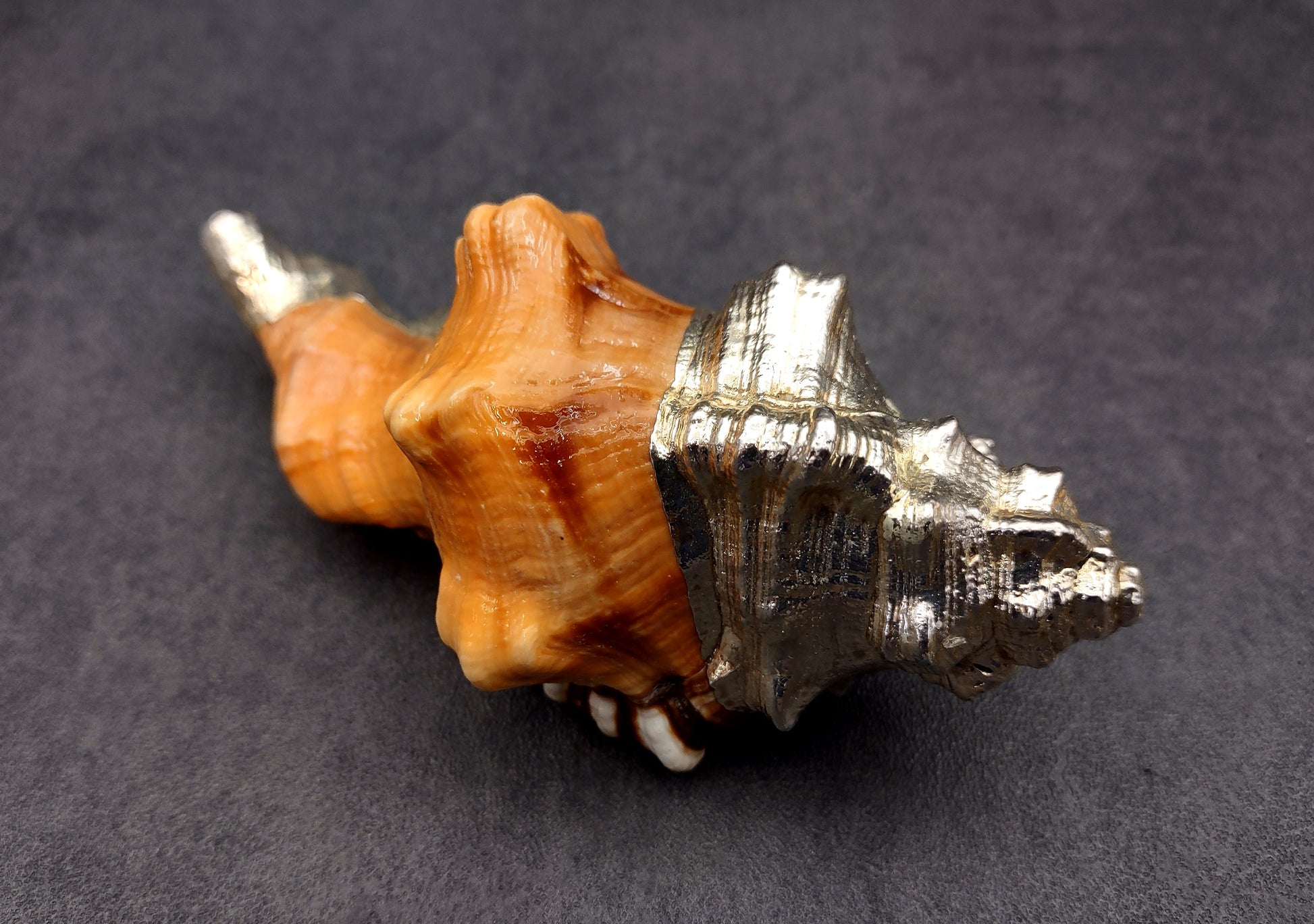 Silver-Plated Black Spotted Triton - Cymatium Latorium - (1 Shell approx. 3-5 inches) Real Triton shell decorated with silver decorative retro art deco! TE-704 Copyright 2024 SeaShellSupply.com