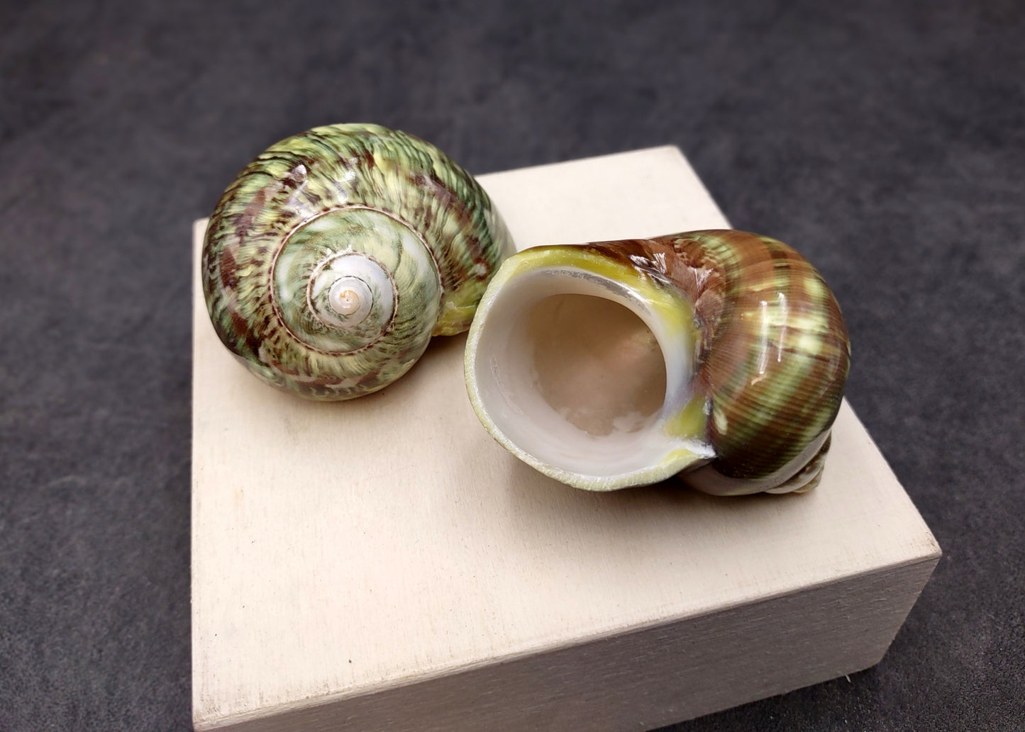 Variegated Turbo Seashells Turbo Vareigatus (2 shells approx. 2+ inches) Adorable turbo shell special for any coastal art project!