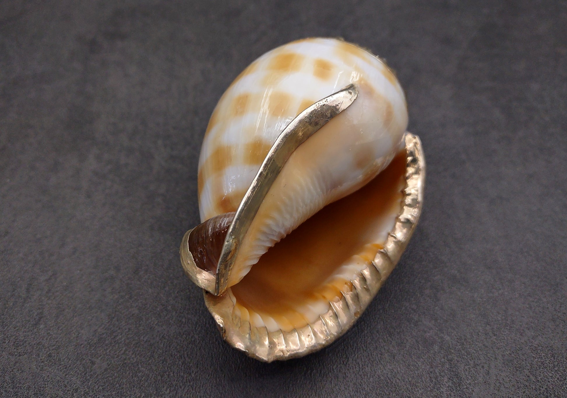 Silver-Plated Banded Bonnet Shell - Phalium Bandatum - (1 Shell approx. 3-4 inches) One orange and white pointed, silver detailed shell. Copyright 2022 SeaShellSupply.com.