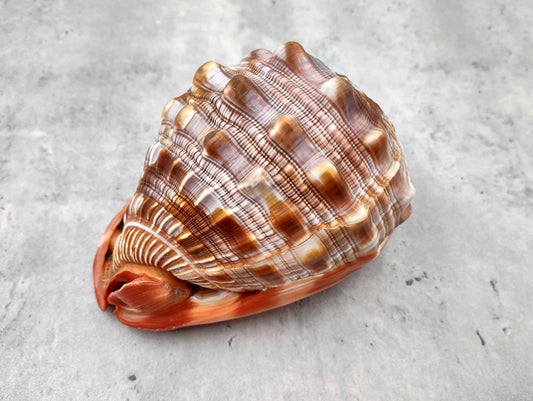 Bullmouth Helmet Seashell Cassis Rufa (1 shell approx. 5+ inches) Adorable shell for any coastal craft or decoration!