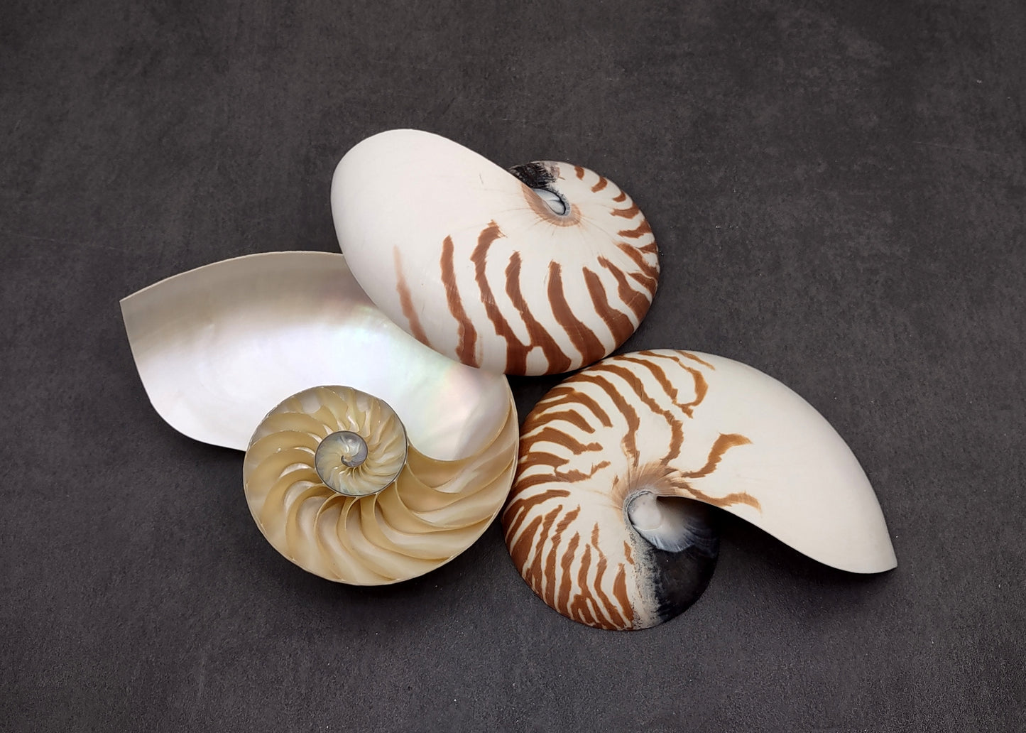 Natural Nautilus Seashell Right Cut Single Half Nautilus Pompilius (1 HALF shell approx. 6+ inches) Shells for crafts and collections!
