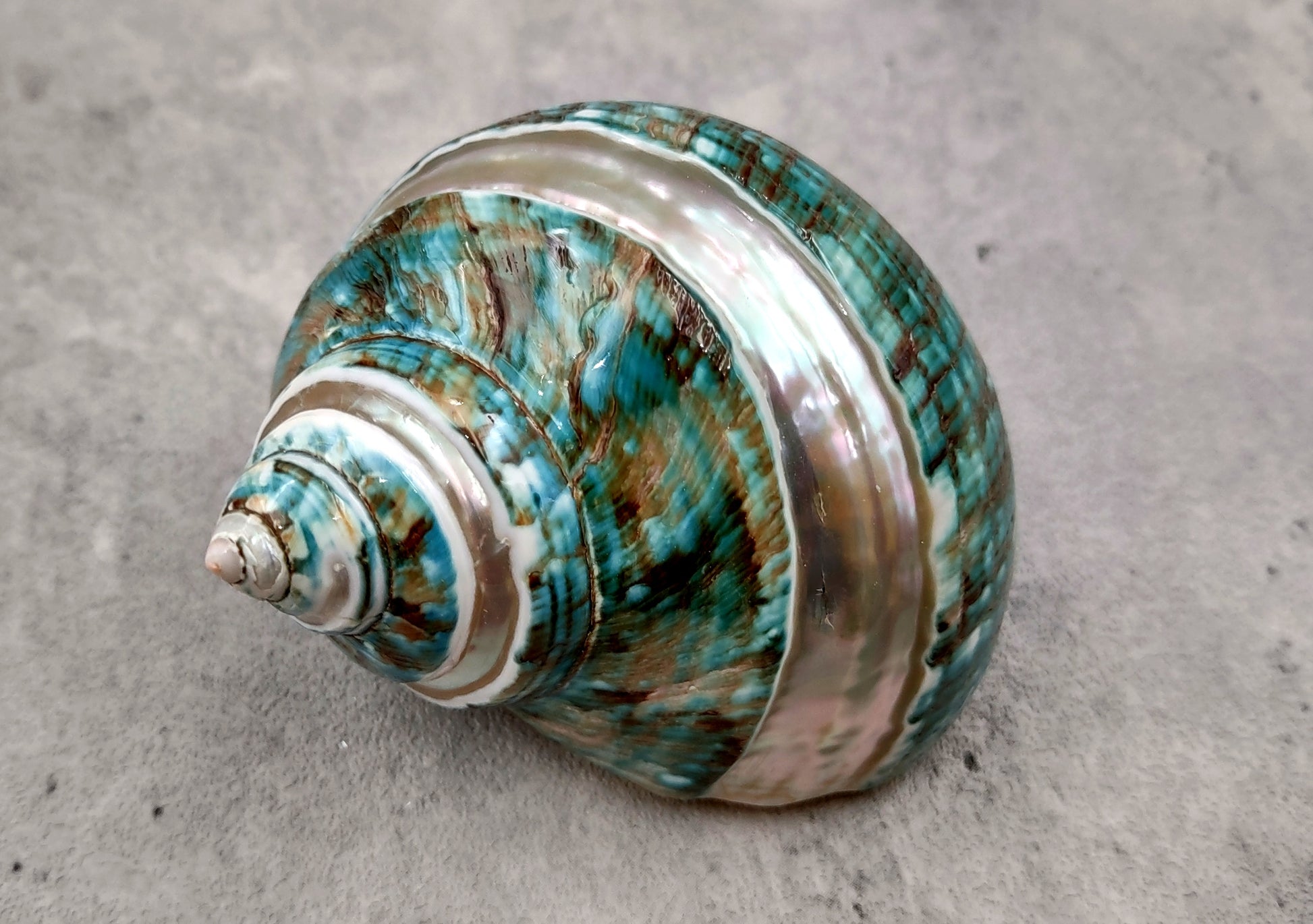 Polished Jade Turbo Shell w/Pearlized Stripe - Turbo Burgessi - (1 shell approx. 2.5-3 inches). Jade and green spiral ribbed shell with a cream band. Copyright 2024 SeaShellSupply.com.