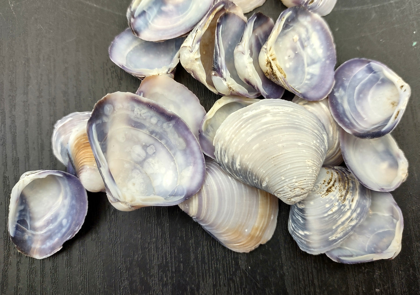 Purple Clam Shells (approx. 35-45 shells .5-1 inches). Purple and white ombre shells in a pile with wide open back. Copyright 2022 SeaShellSupply.com.