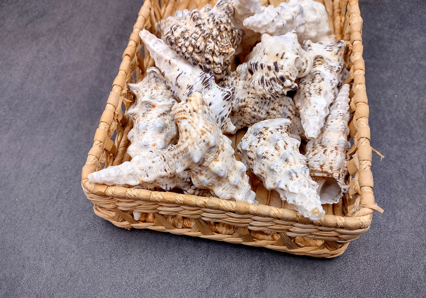 Knobby Cerithium Seashells (3 shells approx. 2+ inches) Adorable ocean sea shells for any coastal collection or display!