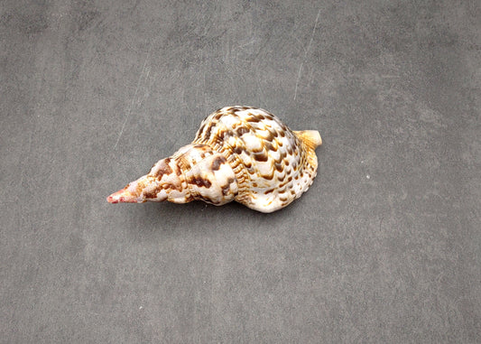 Caribbean Triton Seashell Charonia Tritonis (1 shell approx. 6+ inches) Great shells for coastal crafting décor & collections!