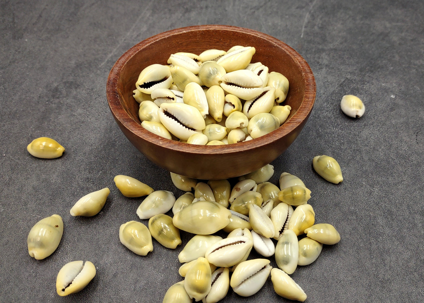 Money Cowrie Seashells Cypraea Moneta (approx. half cup 35+ shells 0.5+ inches) Money Cowrie Shells for any coastal crafting or jewelry!
