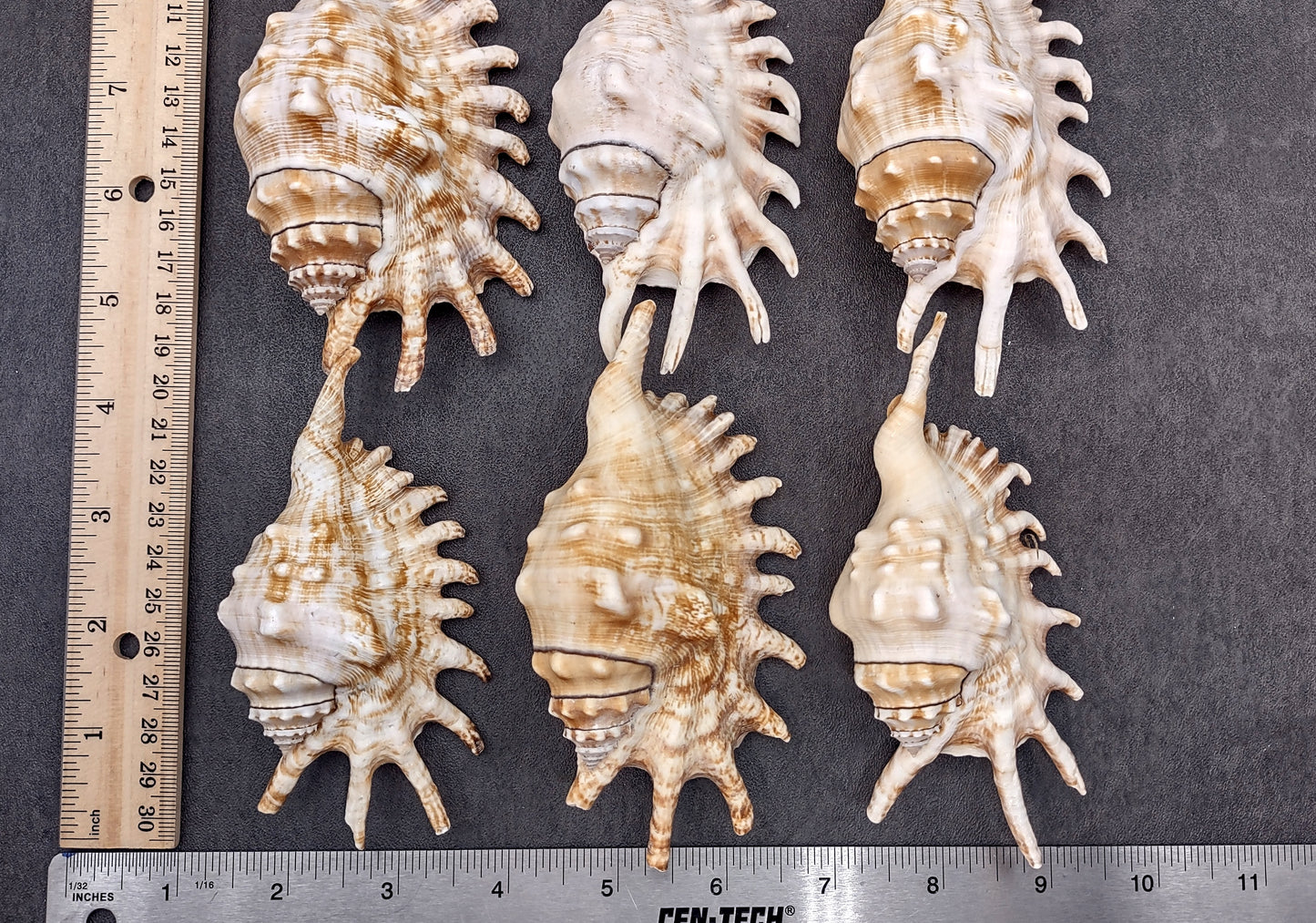 Millipede Conch Seashell Lambis Millepeda (1 shell approx. 4+ inches) Conch shell great for coastal crafting display & collections.