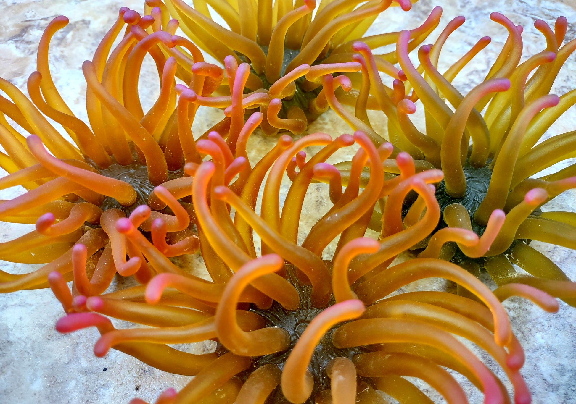 A photo of a single Green FAUX Anemone Condylactis Gigantea. Copyright 2024 SeashellSupply.com
