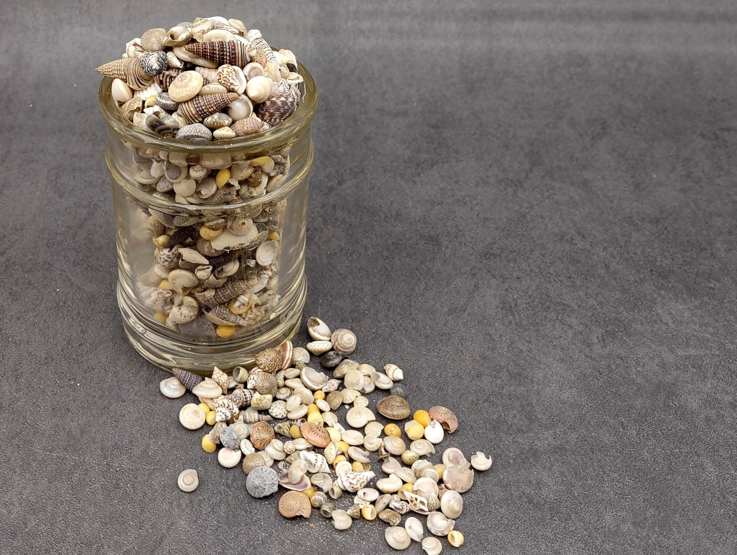 Ocean Mix Tiny Seashells (approx. 750-800 shells .25-.625 inches). Multiple colored shells with different patterns in an intricate pile. Copyright 2022 SeaShellSupply.com.