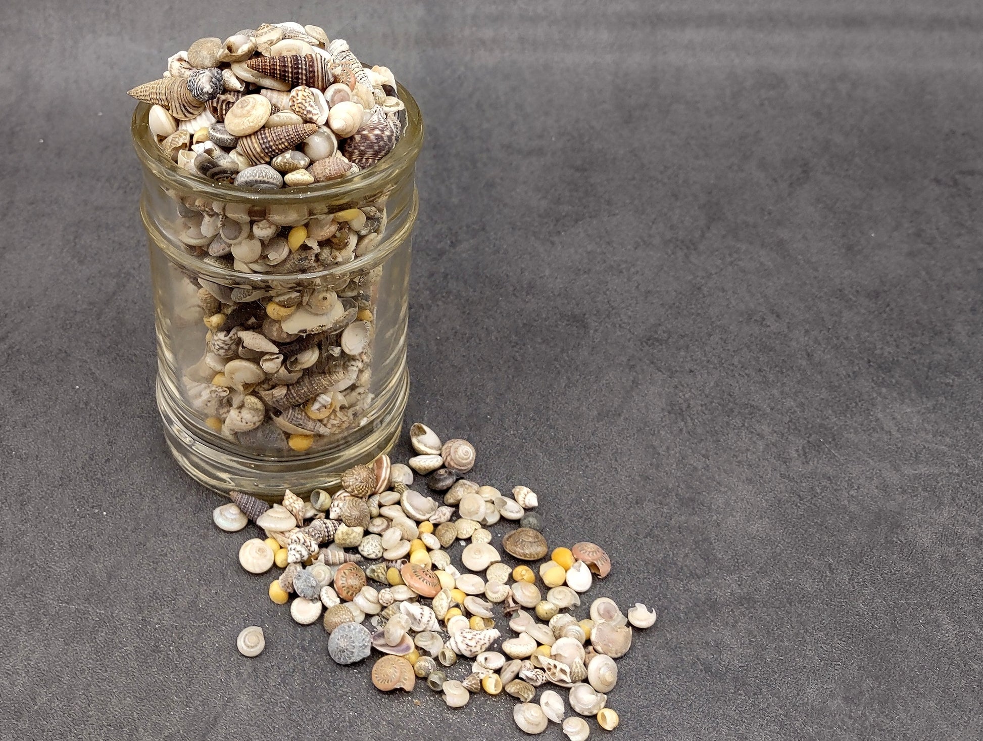 Ocean Mix Tiny Seashells (approx. 750-800 shells .25-.625 inches). Multiple colored shells with different patterns in an intricate pile. Copyright 2022 SeaShellSupply.com.