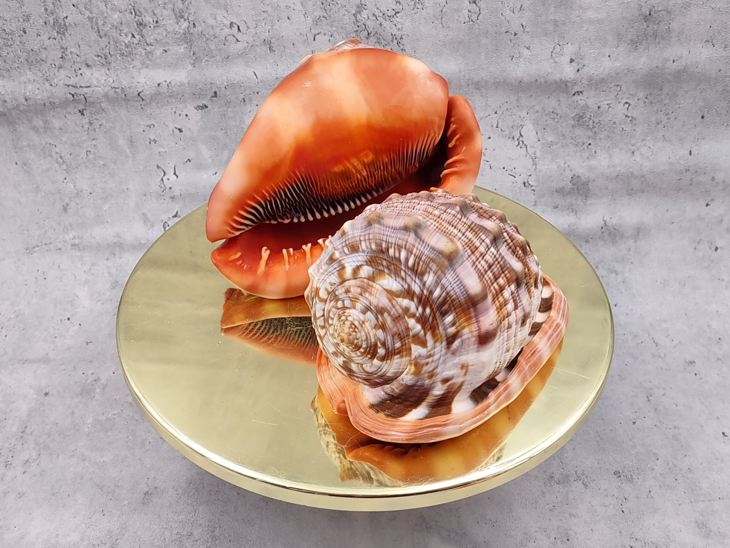 Bullmouth Helmet Seashell Cassis Rufa (1 shell approx. 5+ inches) Adorable shell for any coastal craft or decoration!