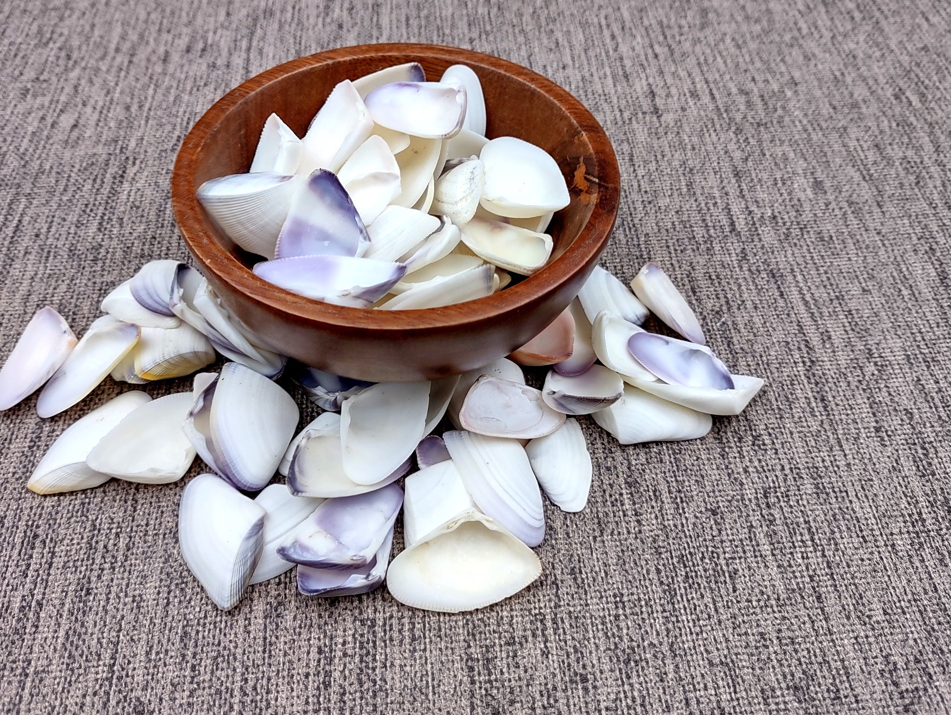 Blue White Coquina Shells Donax Variabilis (approx. 40+ shells 1+ inches) Great group of shells for coastal crafting and décor! Multi-sized pastel shell pieces. Copyright 2024 SeaShellSupply.com