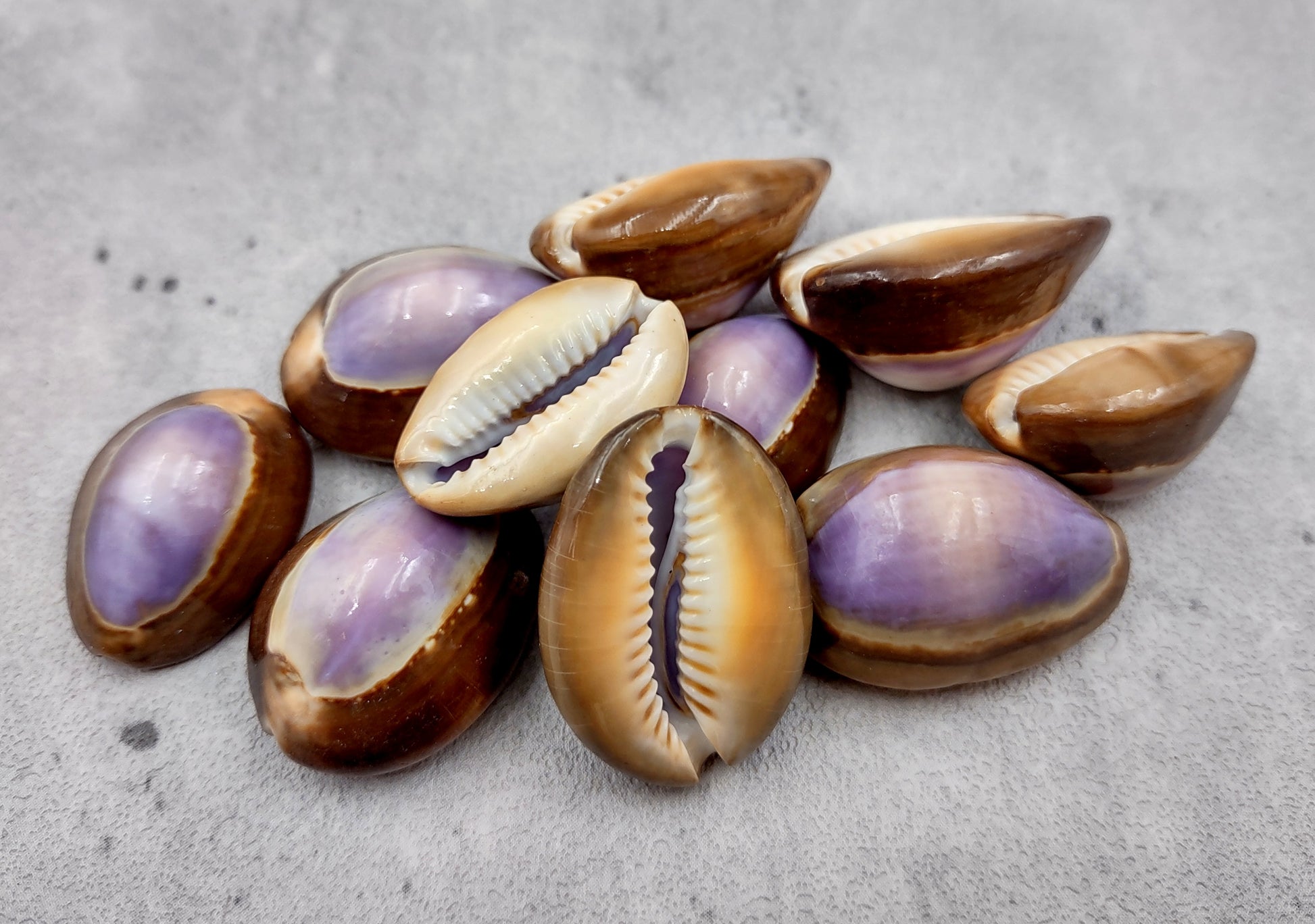 Purple Top Serpent Head Cowrie Shells (10 pcs.) - Cypraea Caputserpentis. Multiple purple and white shells rimmed with brown in a pile. Copyright 2024 SeaShellSupply.com.
