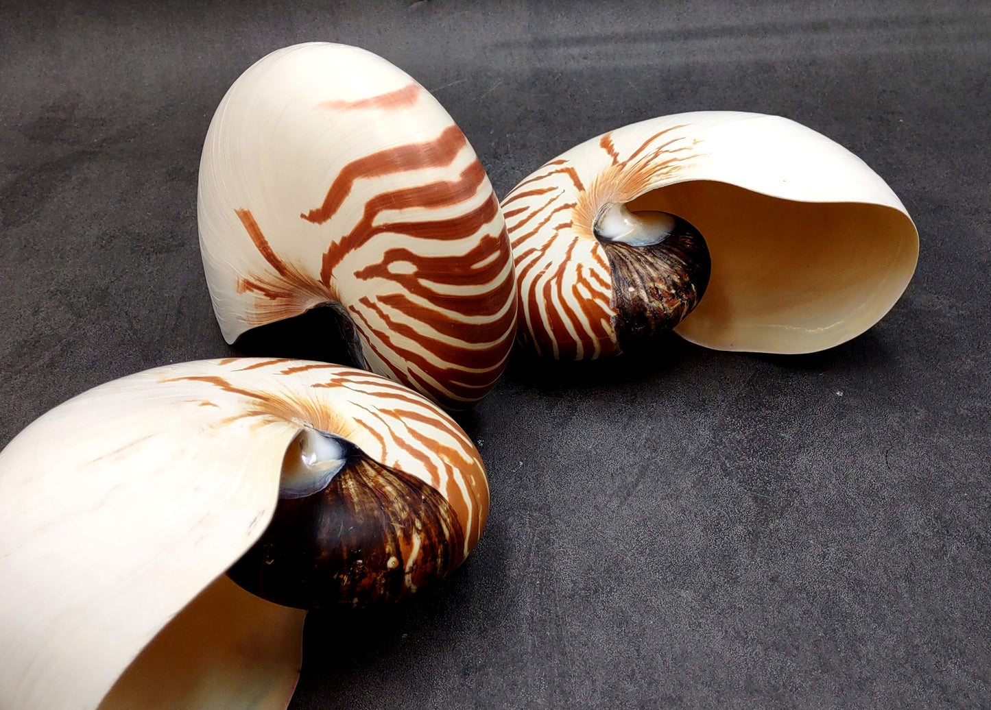 Natural Nautilus Seashell Nautilus Pompilius (1 shell approx. 7+ inches) Great shells for coastal crafting decor & collections!