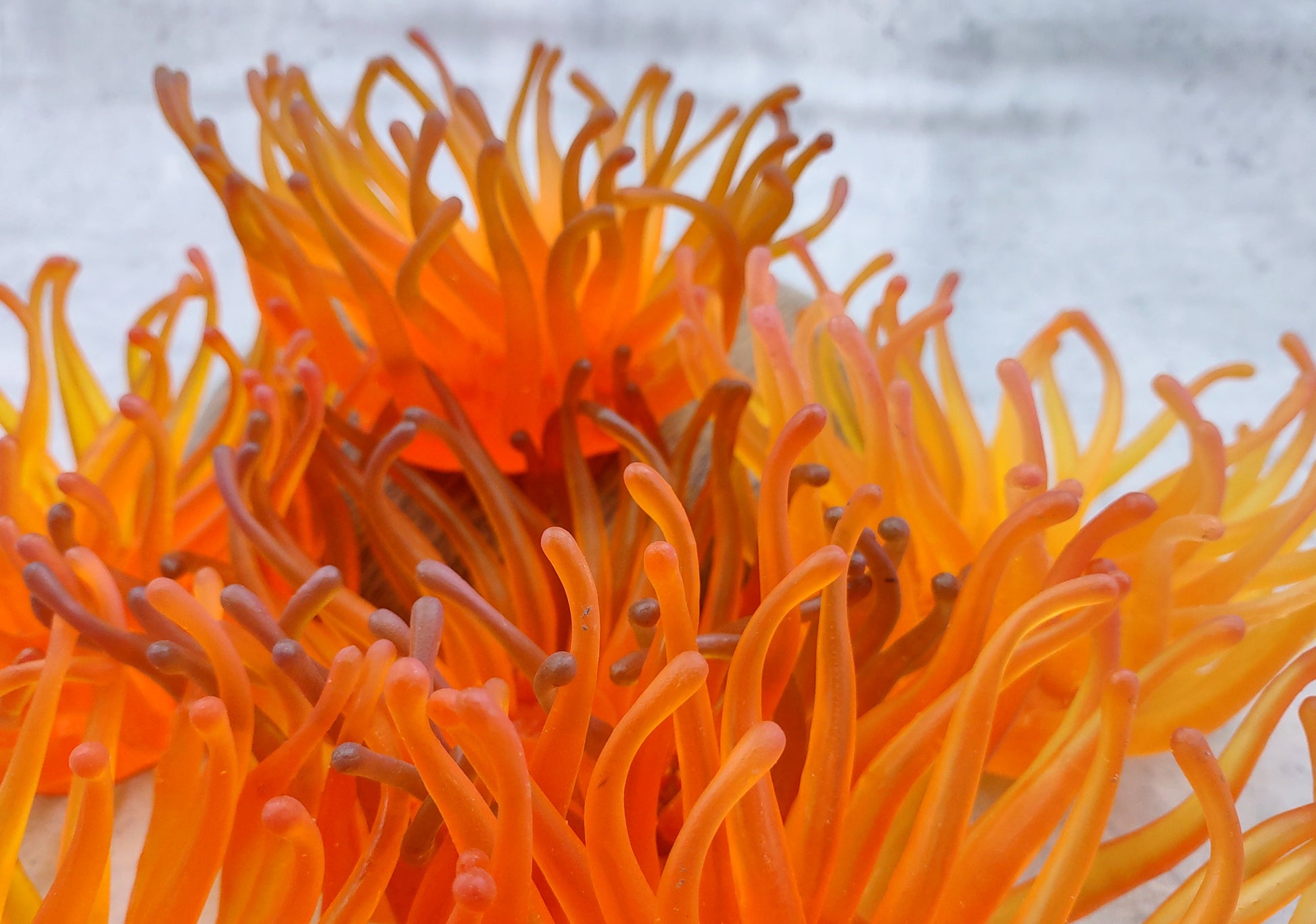 Orange FAUX Anemone - Condylactis Gigantea - (1 FAUX Anemone, Approx. 6Wx3Dx6T). Long armed orange to yellow  ombre anemone with a round base. Copyright 2024 SeaShellSupply.com.