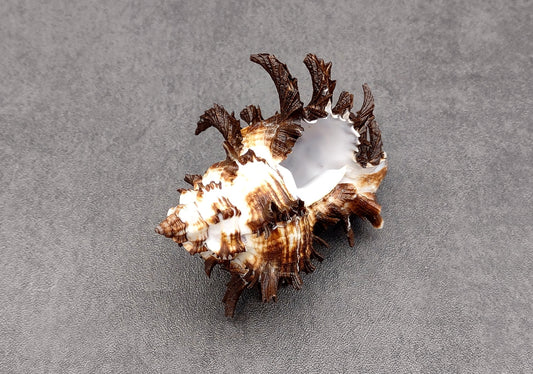 Endive Murex Seashell - Murex Endivia - (1 shell approx. 3-4 inches). One spiked spiral shell with small opening and black edges. Copyright 2022 SeaShellSupply.com.