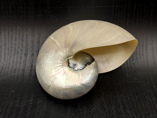Baby Pearl Nautilus Seashell (4-5") - Nautilus Pompilius