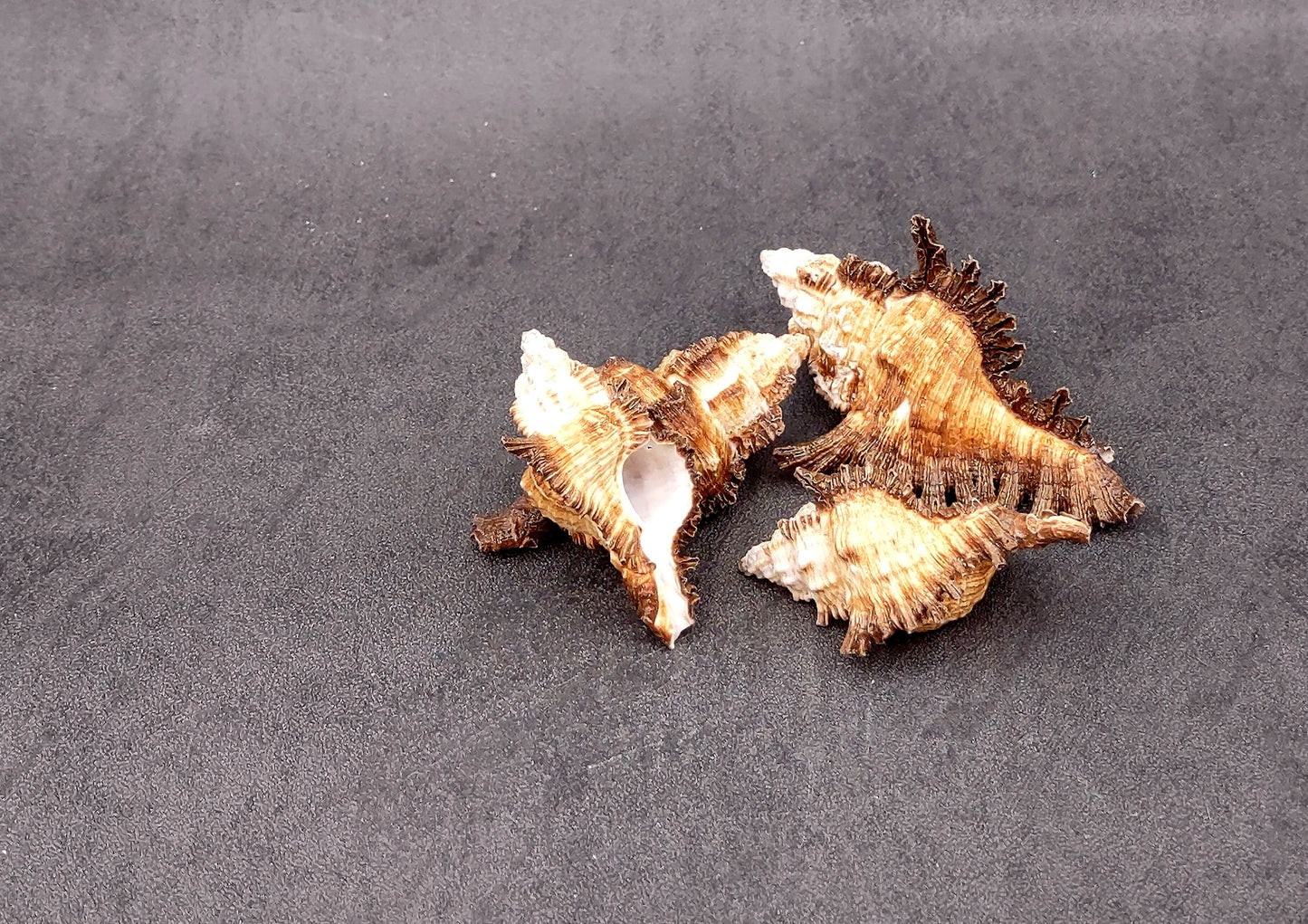 Endive Murex Seashells Murex Indivia (4 shells approx. 2+ inches) Unique shells for coastal crafting décor & collections!