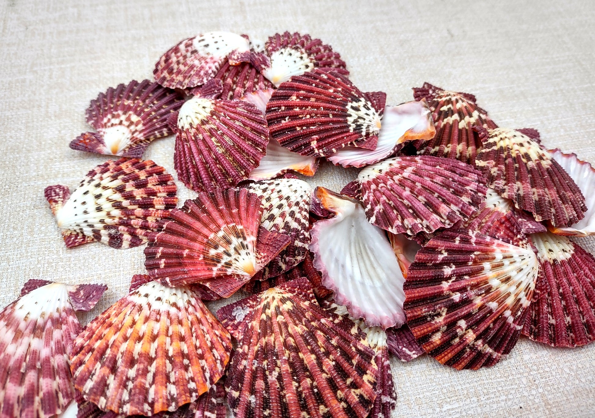Royal Cloak Scallop Seashells - Pecten Pallium - (10 shells approx. 1-1.5 Inches) Pile of different shades of pink ribbed shells. Copyright 2024 SeaShellSupply.com.