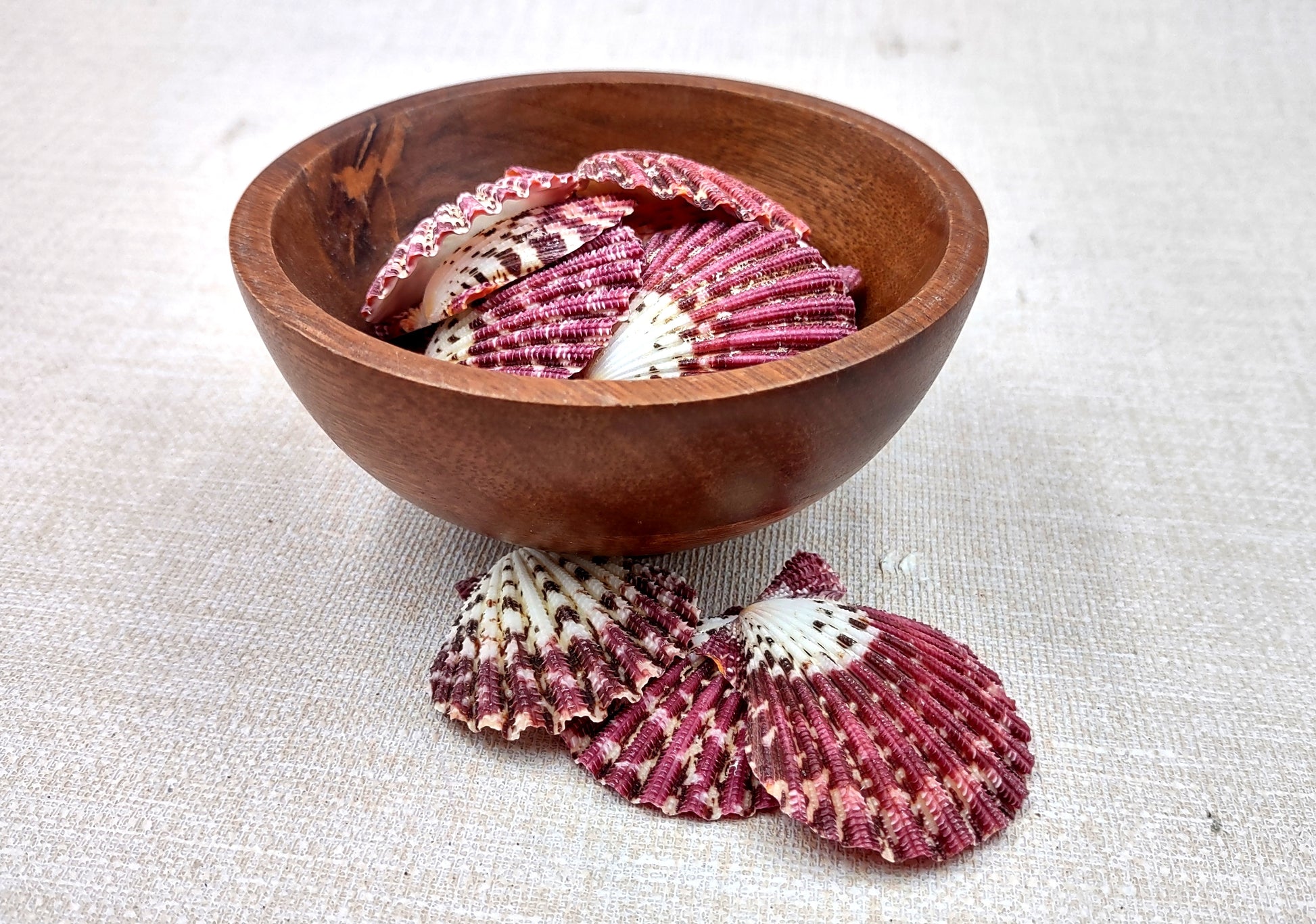 Royal Cloak Scallop Seashells - Pecten Pallium - (10 shells approx. 1-1.5 Inches) Pile of different shades of pink ribbed shells. Copyright 2024 SeaShellSupply.com.