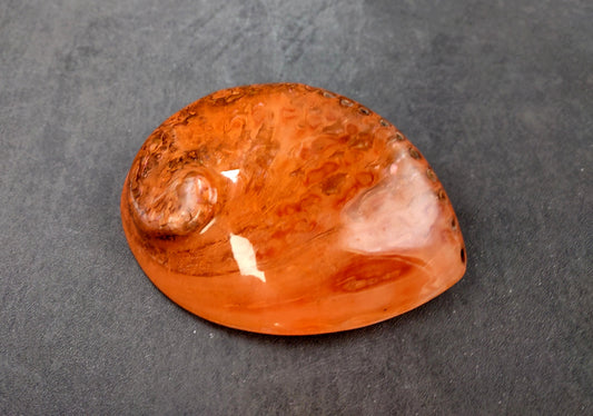 Polished Coral Midas Abalone Seashell Haliotis Midae (1 shell approx. 5+ inches) Dyed shell for display art projects crafting & collecting!