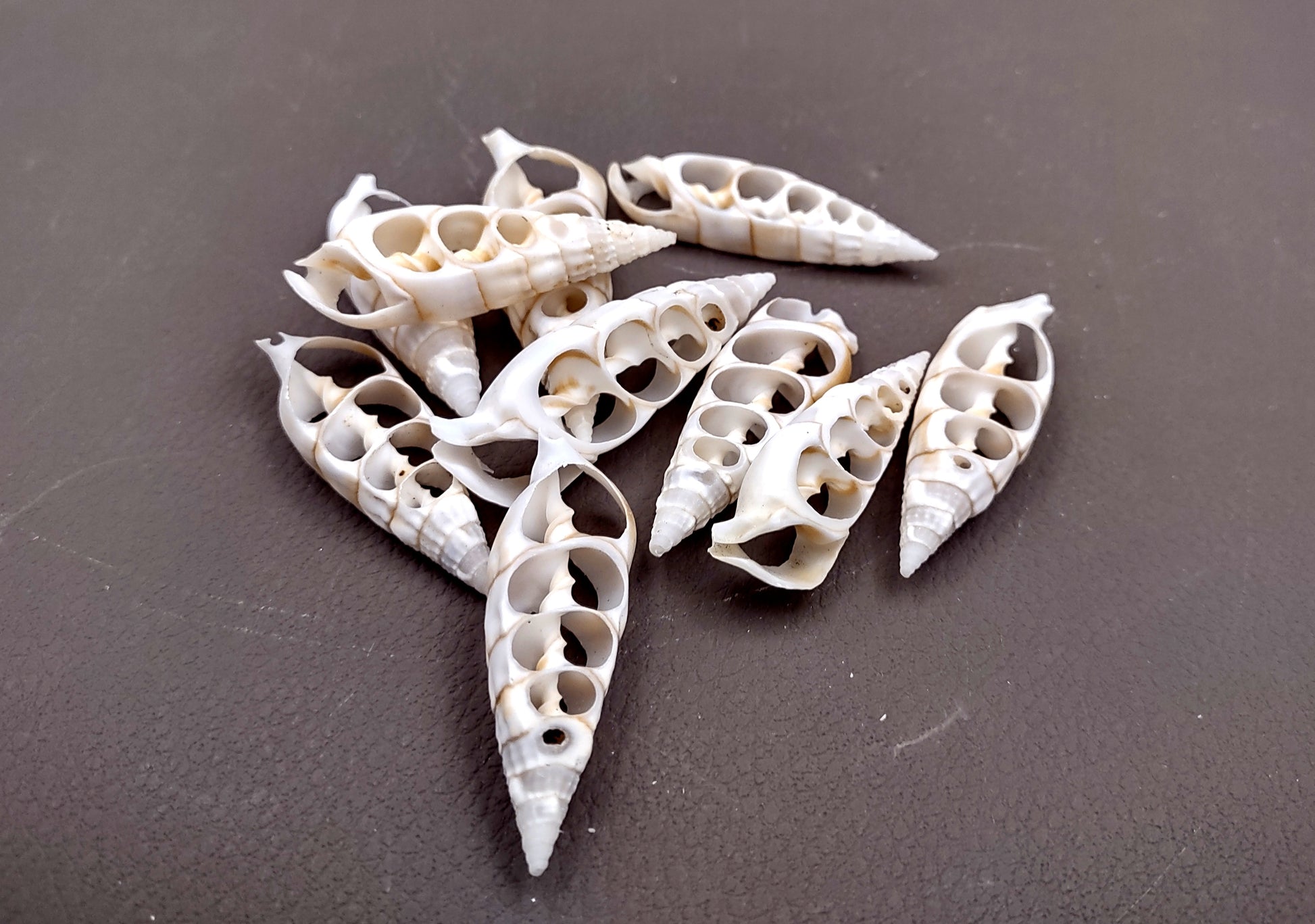 Cerithium Sliced/Center Cut Seashells (10 pcs.). White ribbed shells showing the inner cavities. Copyright 2024 SeaShellSupply.com.