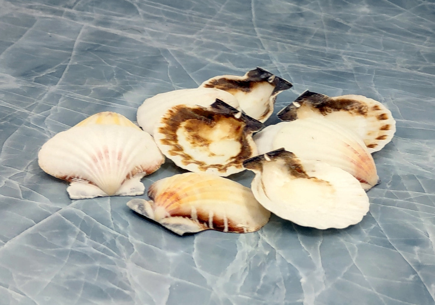 Small Distant Scallop Seashells Bractechlamys Vexillum (10 shells approx. 1.75+ inches) Scallop Shells for ocean display arts & crafts!