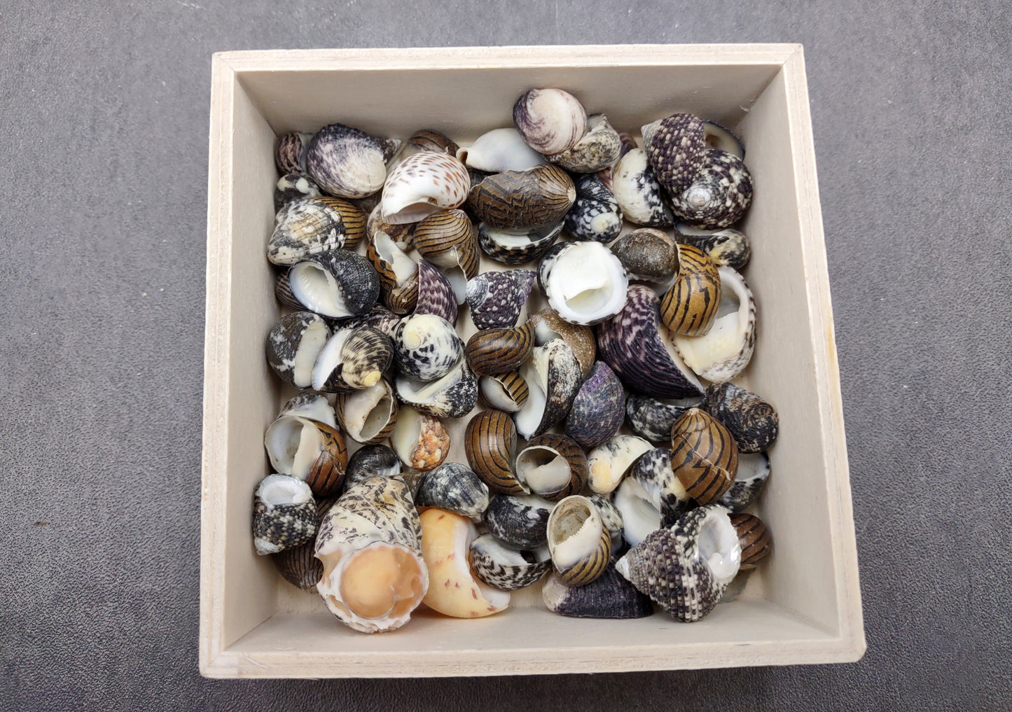 Nerite Seashell Assortment (approx. half cup 45+ shells 0.5+ inch) Great shells for coastal crafting and collections!