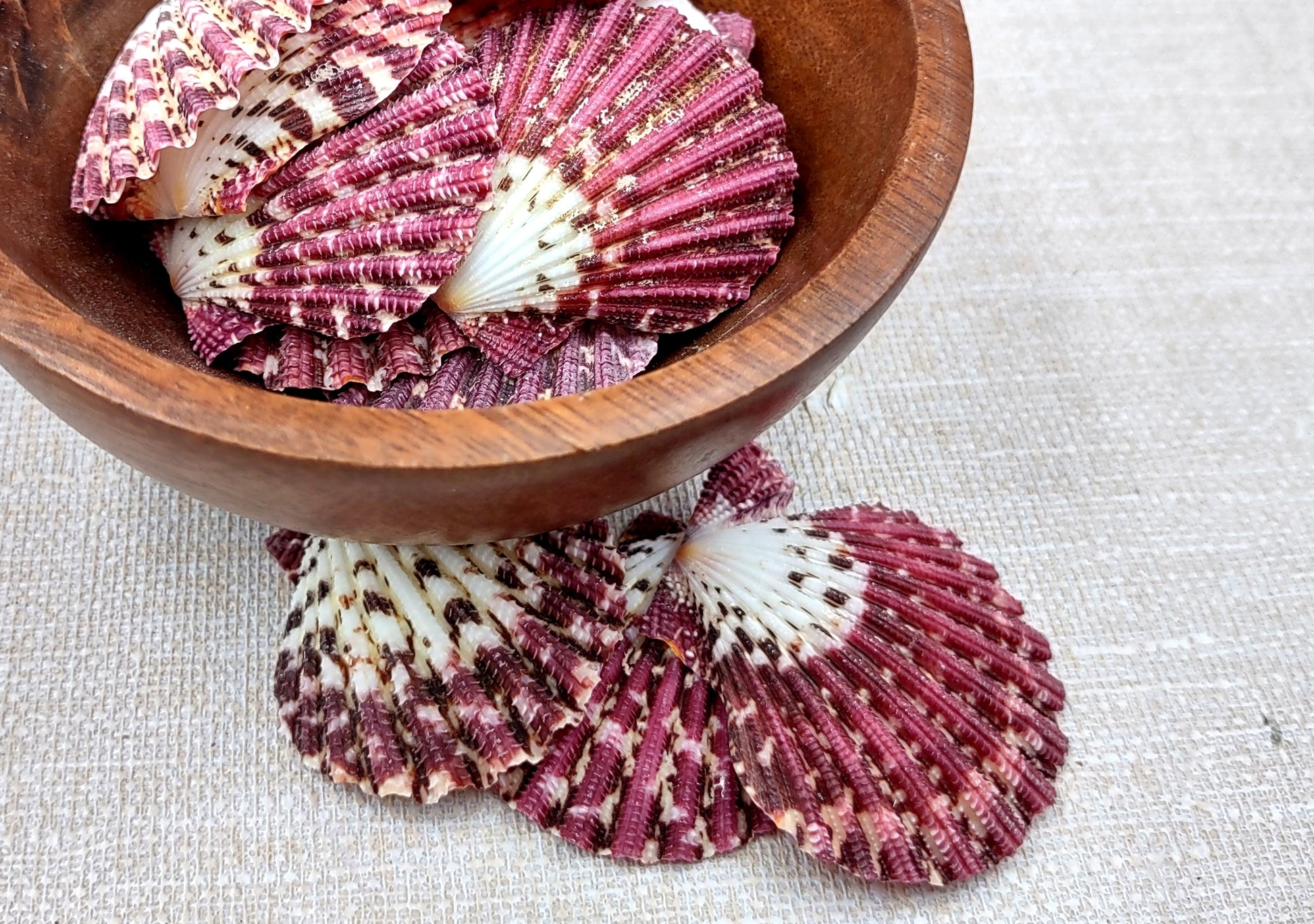 Royal Cloak Scallop Seashells - Pecten Pallium - (10 shells approx. 1-1.5 Inches) Pile of different shades of pink ribbed shells. Copyright 2024 SeaShellSupply.com.