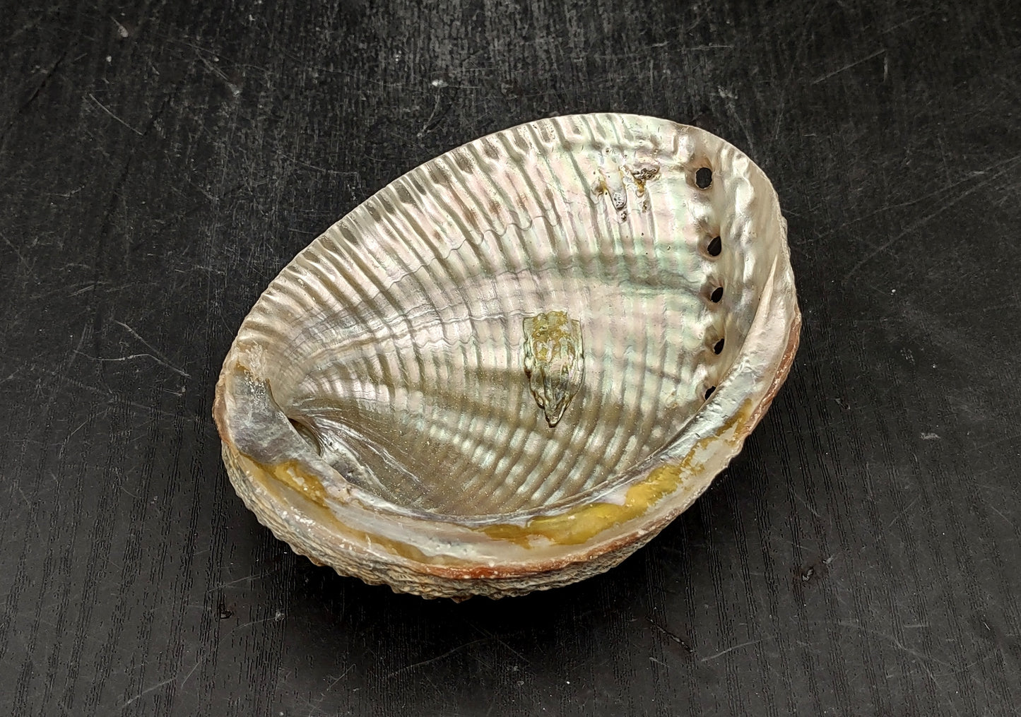 Green Abalone Seashell (4-6 Inch) - Haliotis Fulgens. Rainbow colored ombre shell. Copyright 2024 SeaShellSupply.com.