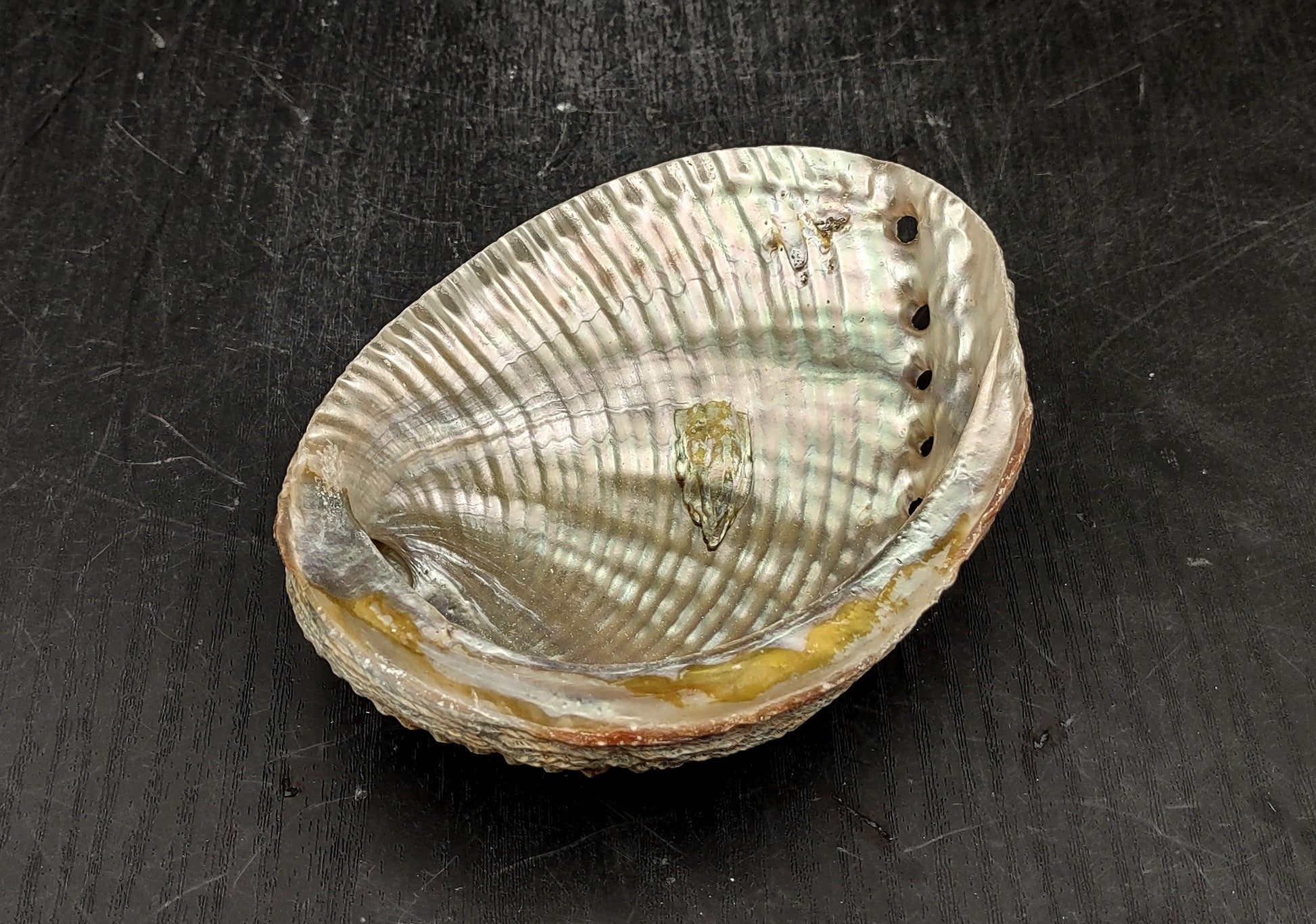 Green Abalone Seashell (4-6 Inch) - Haliotis Fulgens. Rainbow colored ombre shell. Copyright 2024 SeaShellSupply.com.