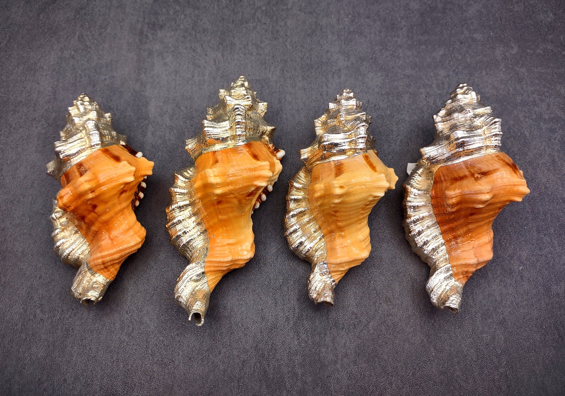 Silver-Plated Black Spotted Triton - Cymatium Latorium - (1 Shell approx. 3-5 inches) Real Triton shell decorated with silver decorative retro art deco! TE-704 Copyright 2024 SeaShellSupply.com