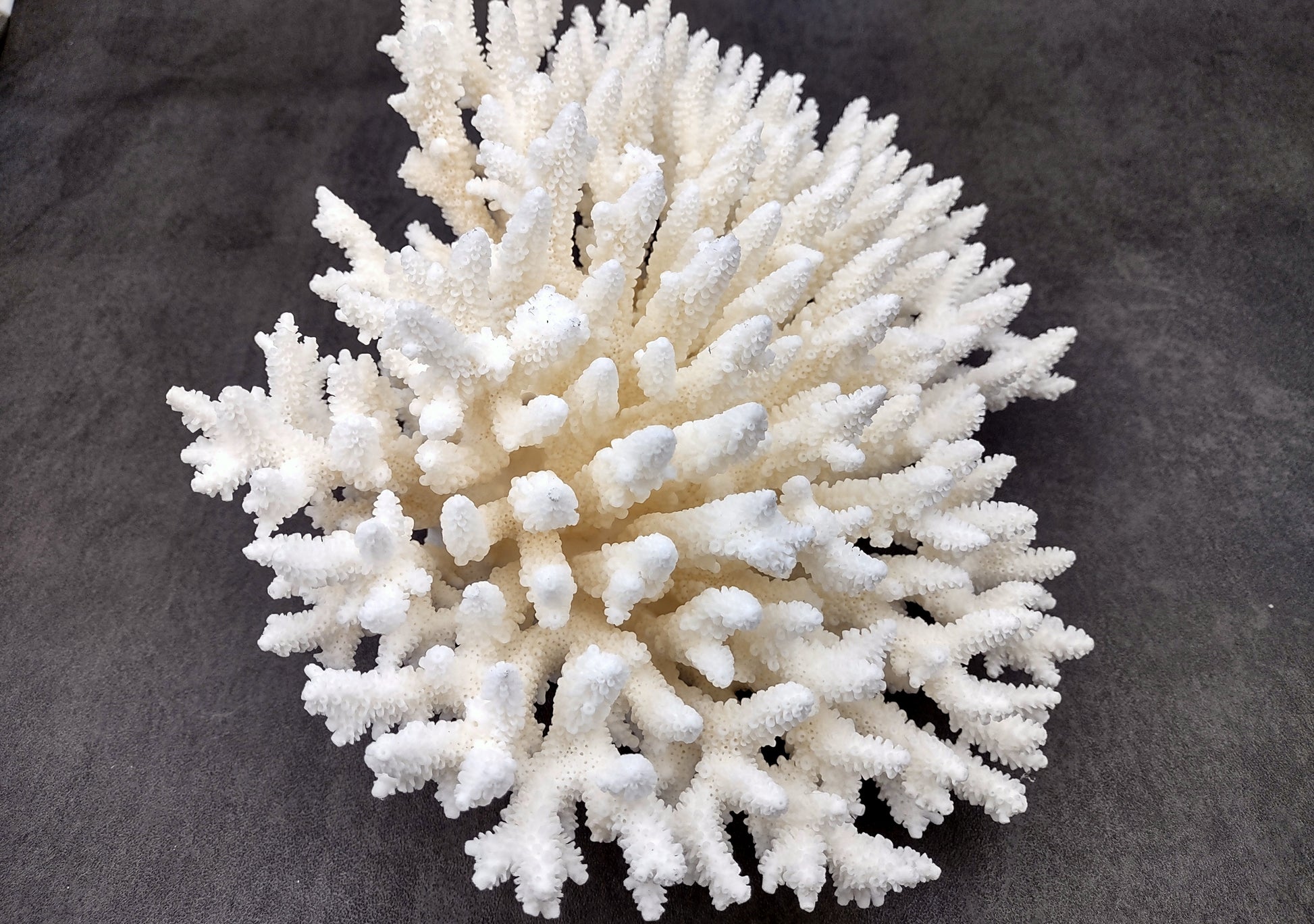 Photo of White Table Coral Large Cluster Acropora Latistella (1 coral approx. 9-11+ inches). Copyright 2024 SeashellSupply.com