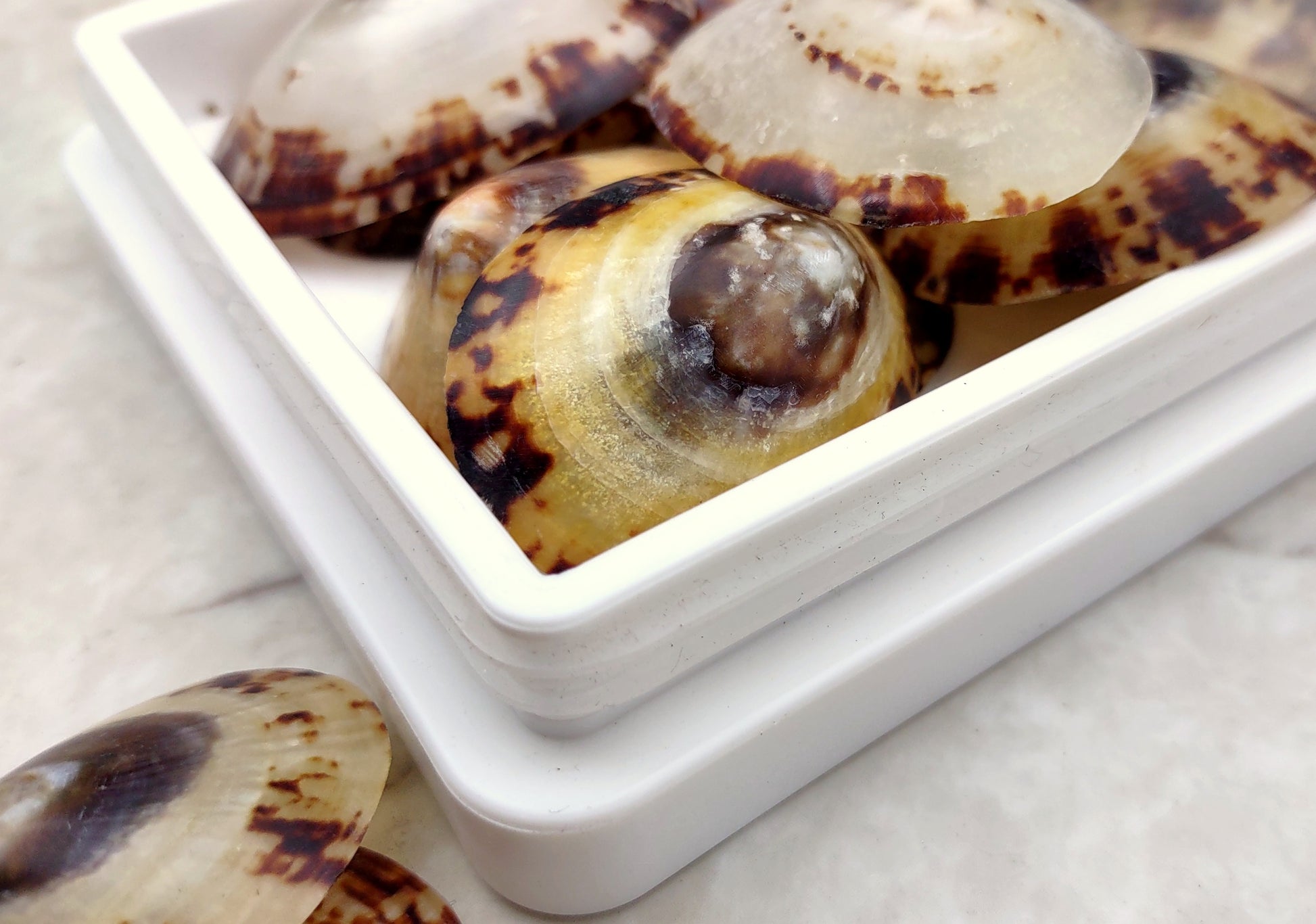 Oval Limpet Shell Pairs (2 shells) - (1.5-2 inches). One pair of brown and off-white dappled oval shells. Copyright 2024 SeaShellSupply.com.