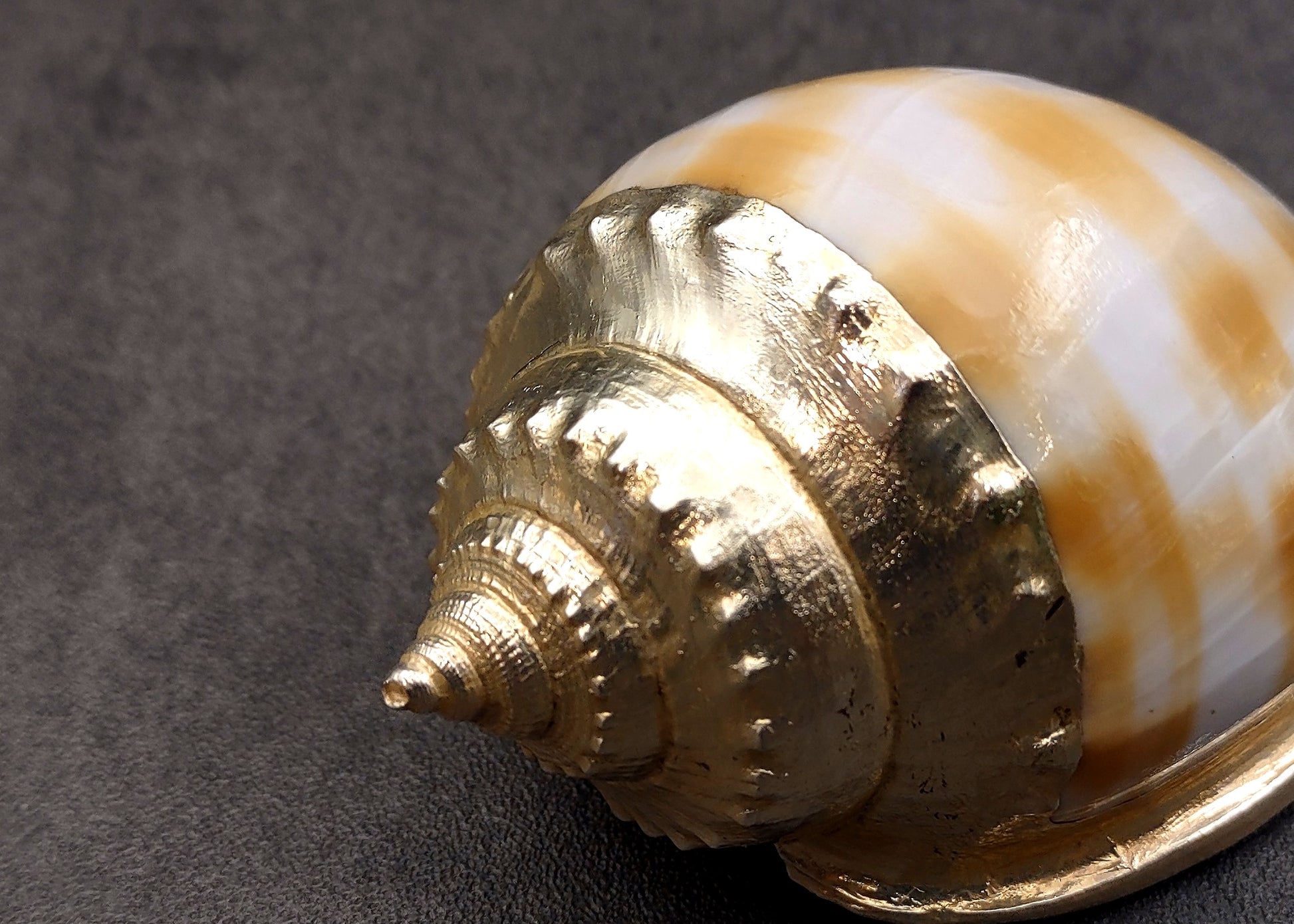 Silver-Plated Banded Bonnet Shell - Phalium Bandatum - (1 Shell approx. 3-4 inches) One orange and white pointed, silver detailed shell. Copyright 2022 SeaShellSupply.com.