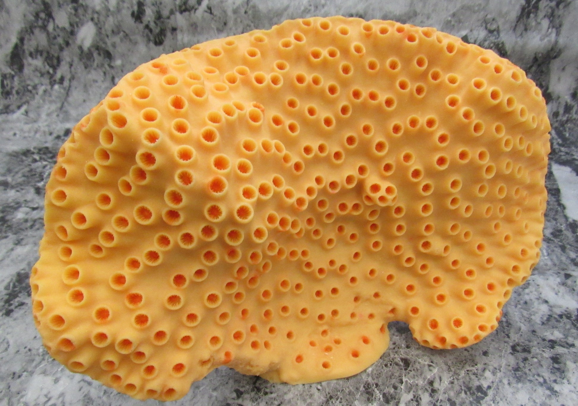 Orange FAUX Cup Sun Coral - Tubastrea Peltata - 1 FAUX Coral approx 10Wx7Dx4T inches. Copyright 2022 SeaShellSupply.com.
